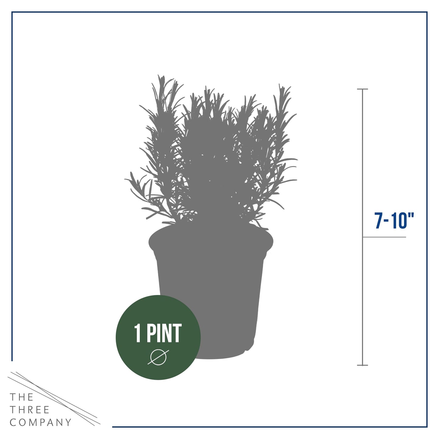 Live Aromatic and Edible Herb - Rosemary (4 Per Pack), Naturally Improves Breathing and Air Quality, 8" Tall by 3" Wide