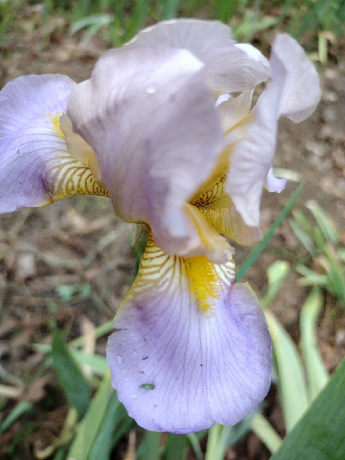 5 Iris Bearded Bulbs Rhizomes Flower | Mixed Colors Bulbs
