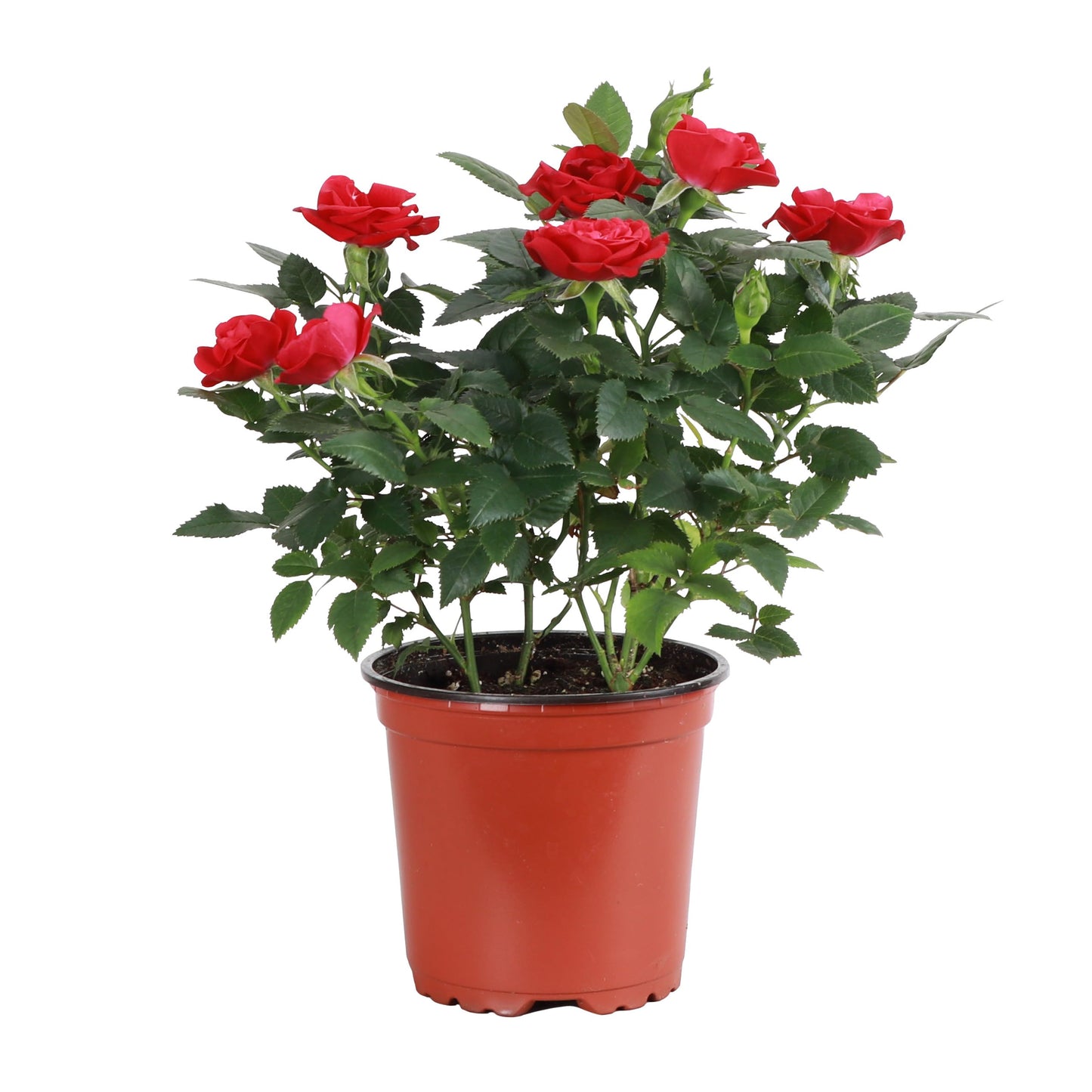 Thorsen's Greenhouse Mini Rose Bush, Spring Blooming Live Plant, Suprise Bloom Color, 4" Diameter Plant (Nursery Pot)