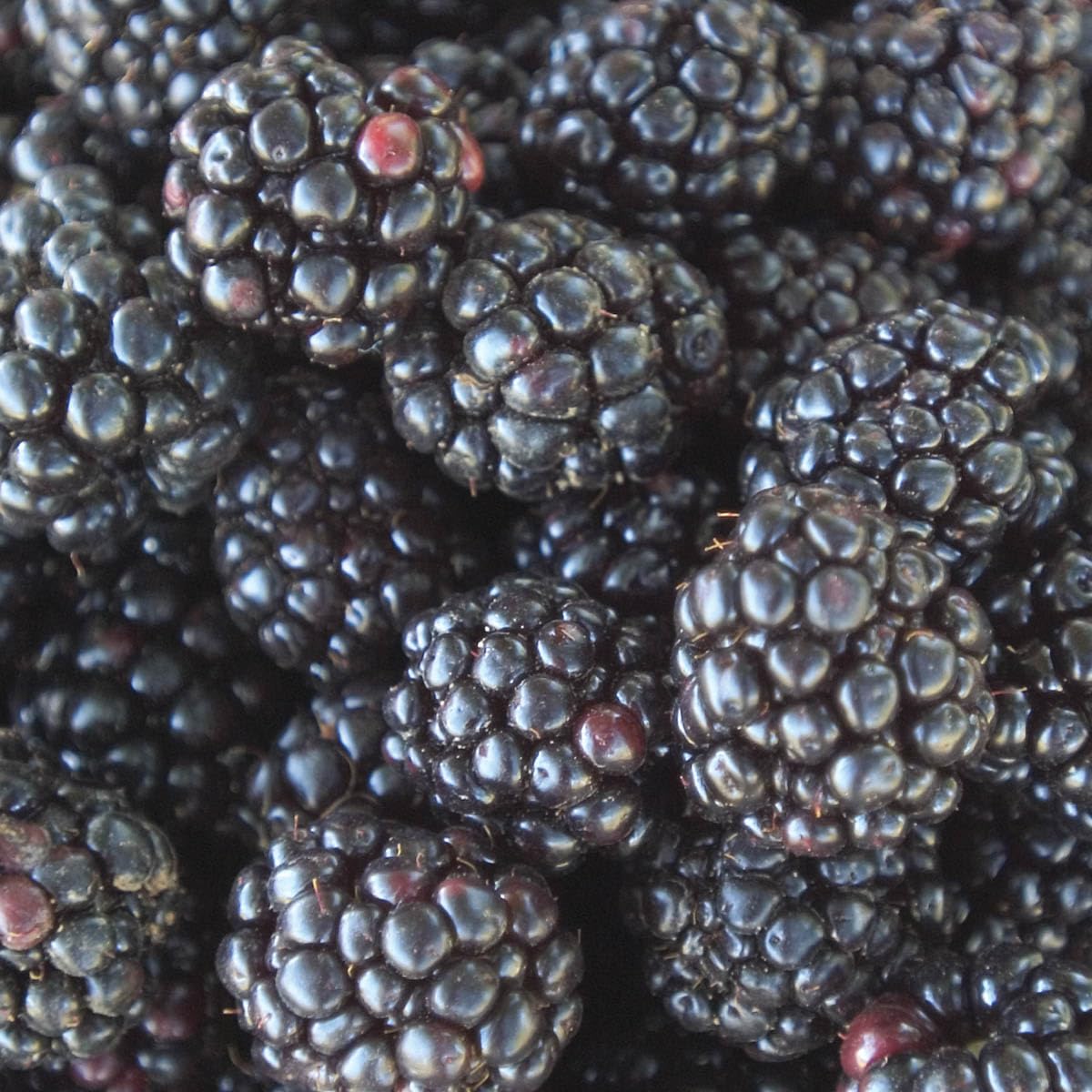 Direct Gardening Ouachita BlackBerry Bush Dormant Bare Root Fruit Bearing Starter Plant - Can't Ship to FL, MA, or SC