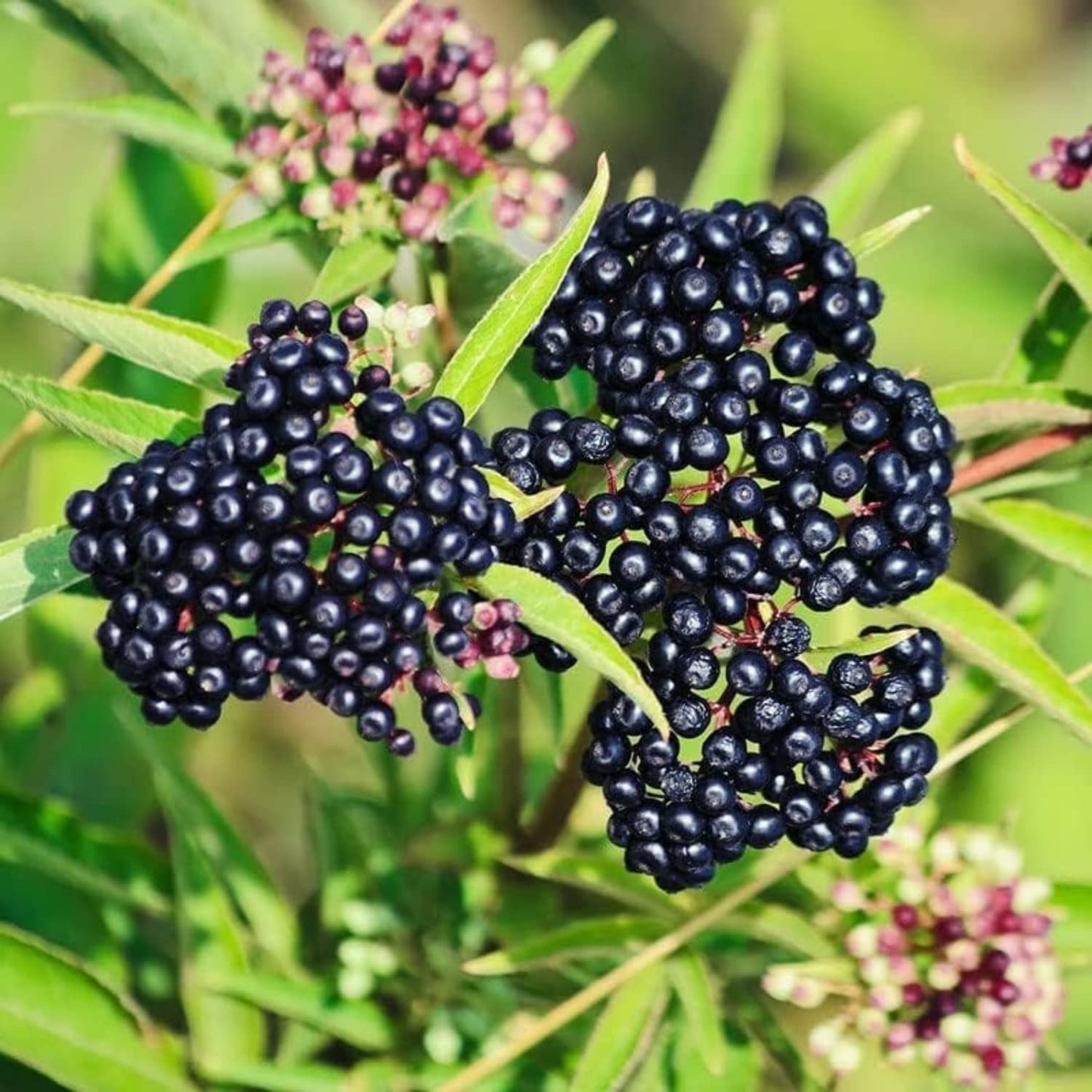 2 Black Elderberry Plants Live to Grow, 6 to 12 Inch Tall, Elderberries Bush Live, Berry Fruit Trees Live Plants