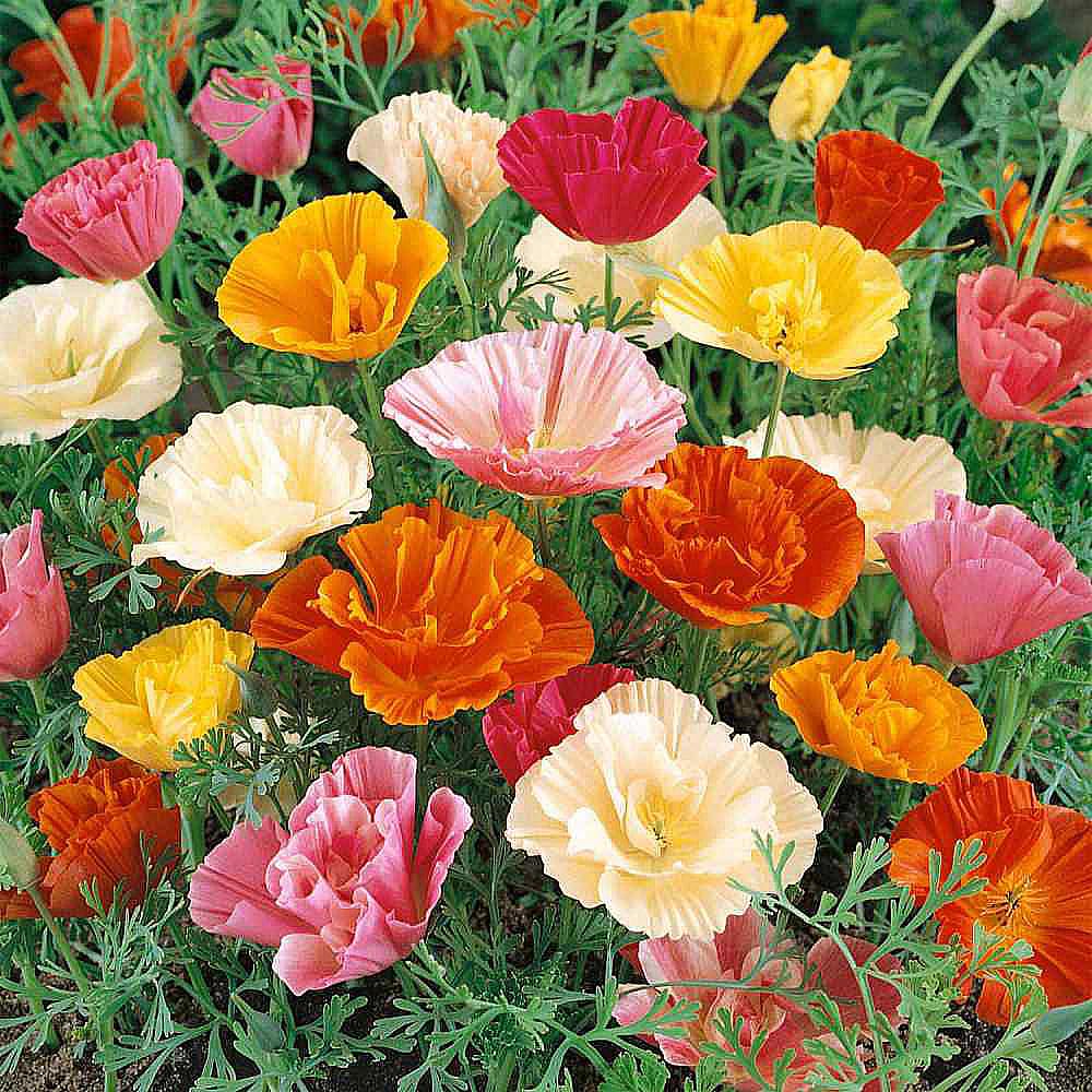 Marde Ross & Company California Poppy Seeds for Planting - 3,200 Fresh Seeds - Mission Bells Mix - California Wildflower Seeds - Pet Friendly - Grown in the USA