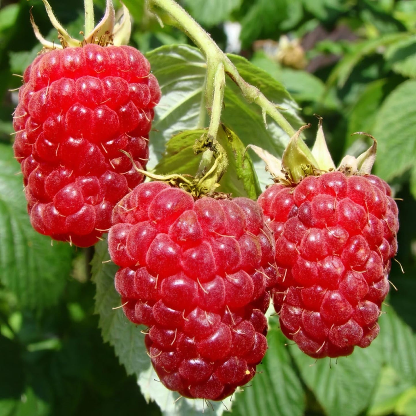 Set 2 Caroline Red Raspberry Plants Live, Raspberry Trees Live Plants, Raspberry Seedlings, 5-9 Inc, Raspberry Fruits Trees