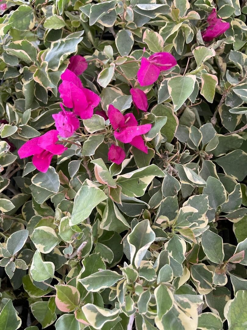 Live Plant - Claret Red Bougainvillea Small Well Rooted Starter Plant