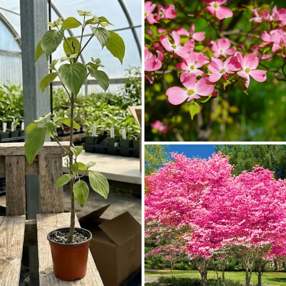 Pink Dogwood Tree Live Plant for Planting Outdoor, 8-14 Inch Tall, in Quart Pot, Dogwood Live Plant Dogwood Bush, Dogwood Plant Live