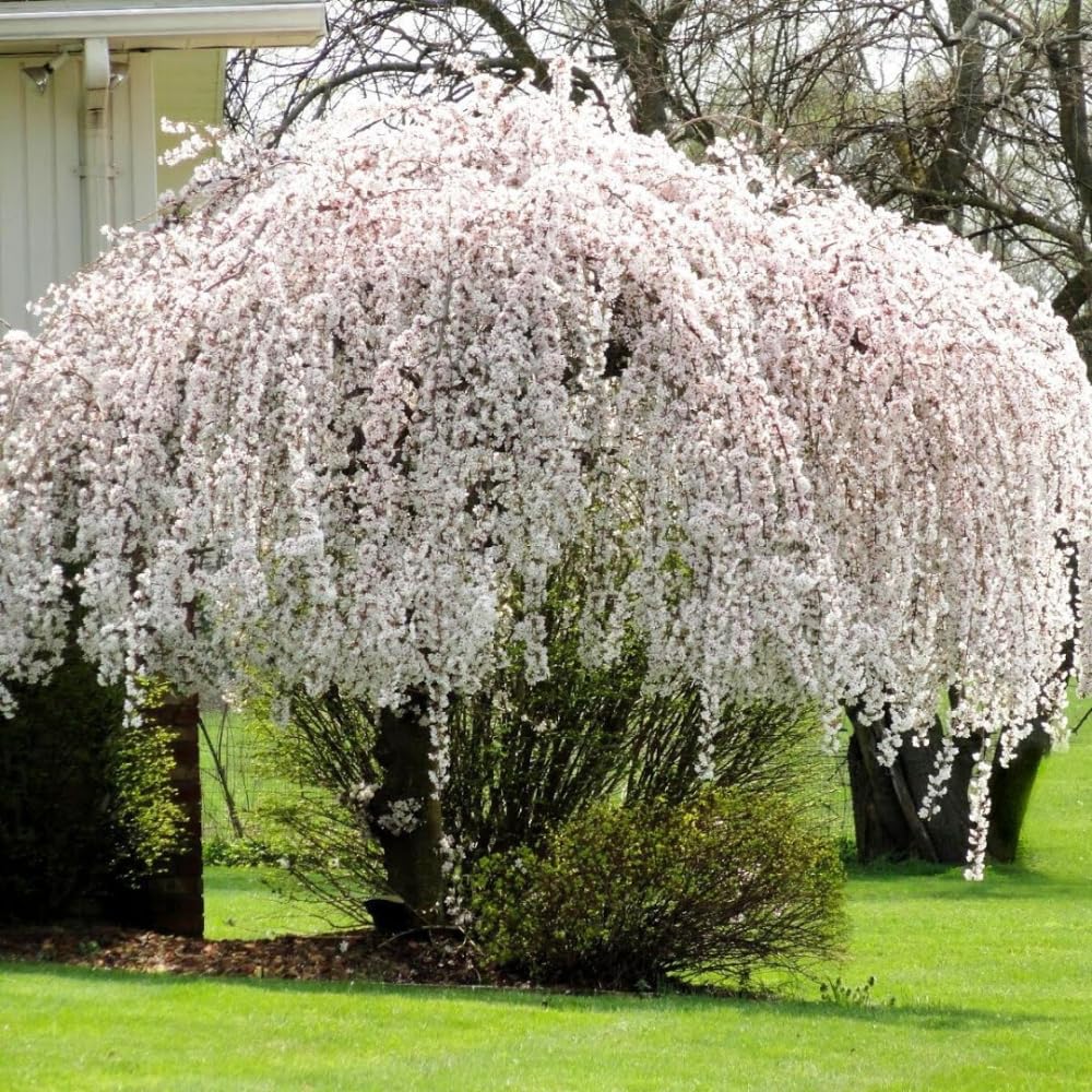 Live Weeping Cherry Blossom Tree Plant, 8 to 12 Inch Tall Live White Cherry Blossom Flowers Plant, Live Cherry Blossom Tree Plants, Cherry Flowers Tree Plant, Ready to Plant Outdoor Garden