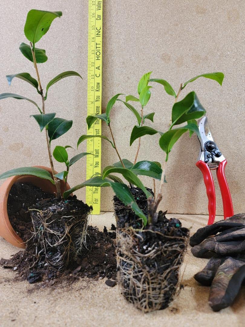 (1) - Yuletide Red Camellia Sasanqua - Starter Plant (4L) (1 Live Plant)