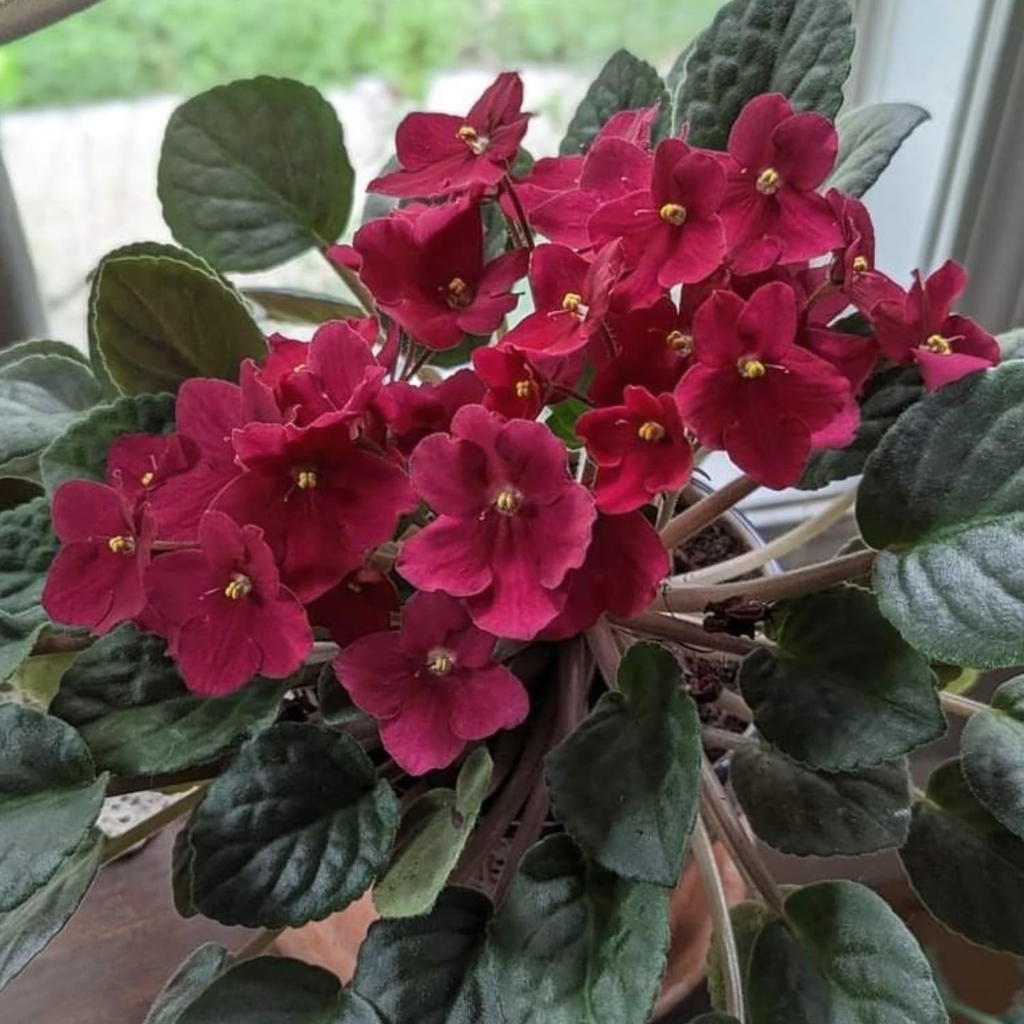 African Violets Live Plant in 4 Inch Pot, Red Burgundy Blooms, Perennial Flower Houseplant African Violet Plant for Indoors Outdoor Garden