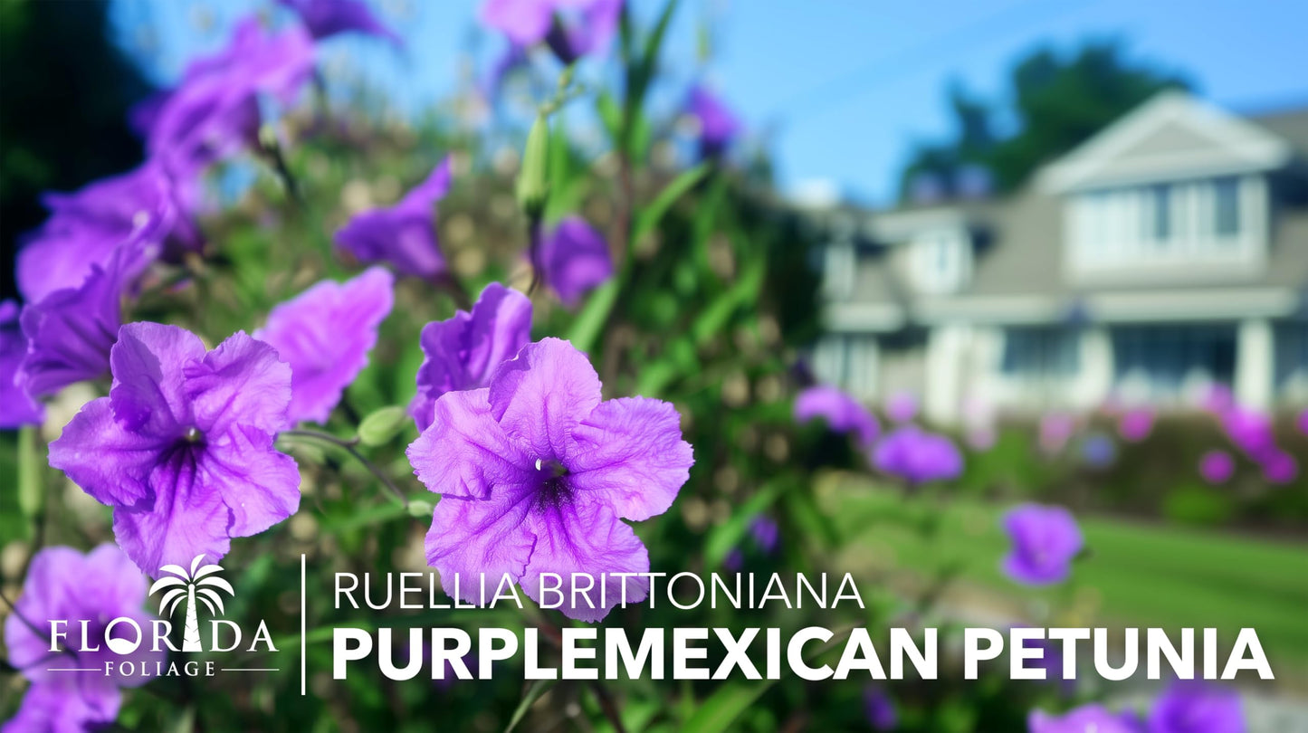 Mexican Petunia Purple | 5 Live 4 Inch Plants | Ruellia Brittoniana | Purple Flowering Landscape Pollinator | Heat Tolerant Groundcover | Outdoor Perennial for Gardens Borders Walkways Containers