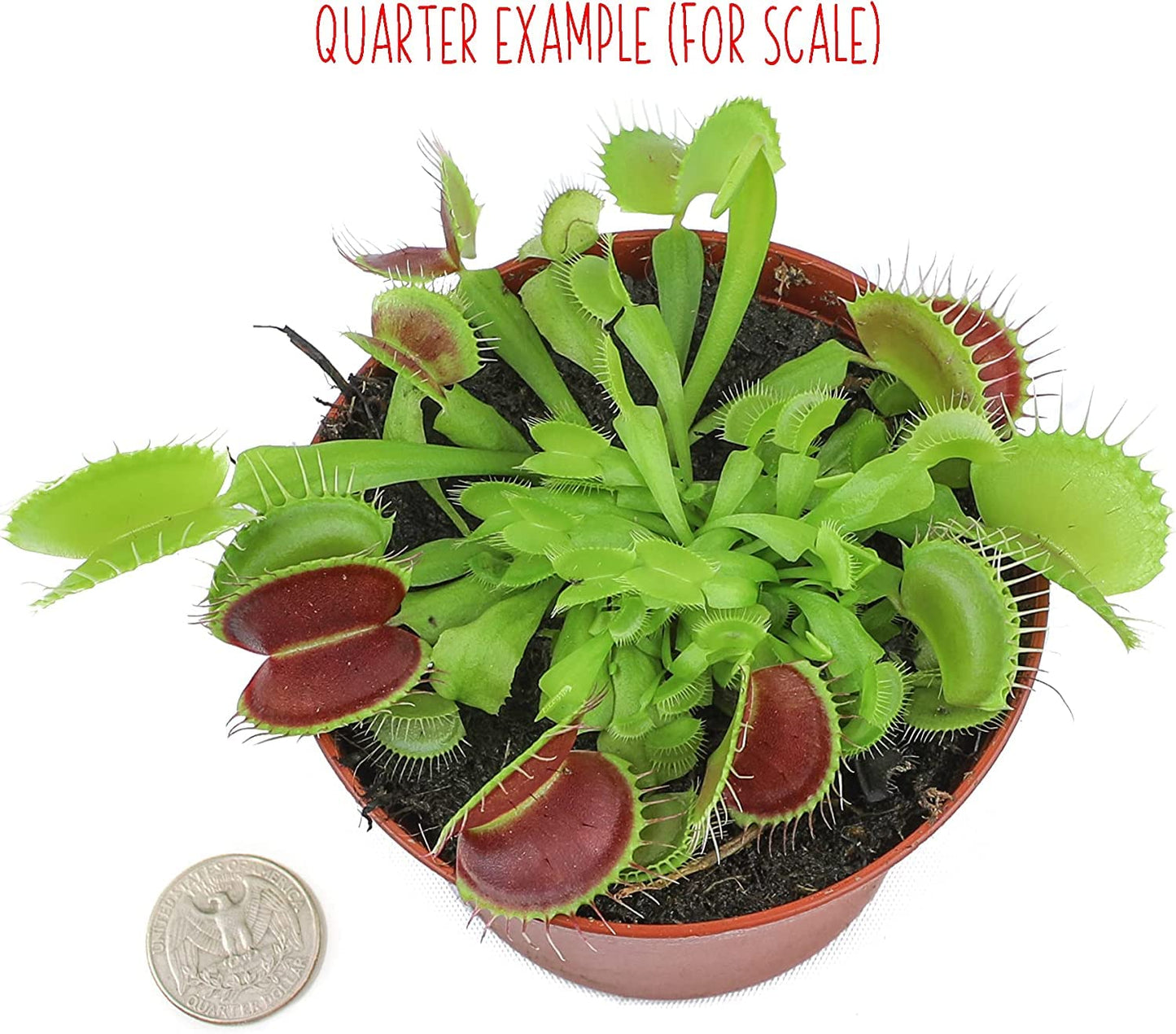 Altman Plants Live Venus Fly Traps Carnivorous Plants (3PK), Live Plants & Indoor Plants for Kids, Live Venus Fly Trap Plant Terrarium Plant Trio in Adult Venus Fly Trap Soil & Carnivorous Plant Soil