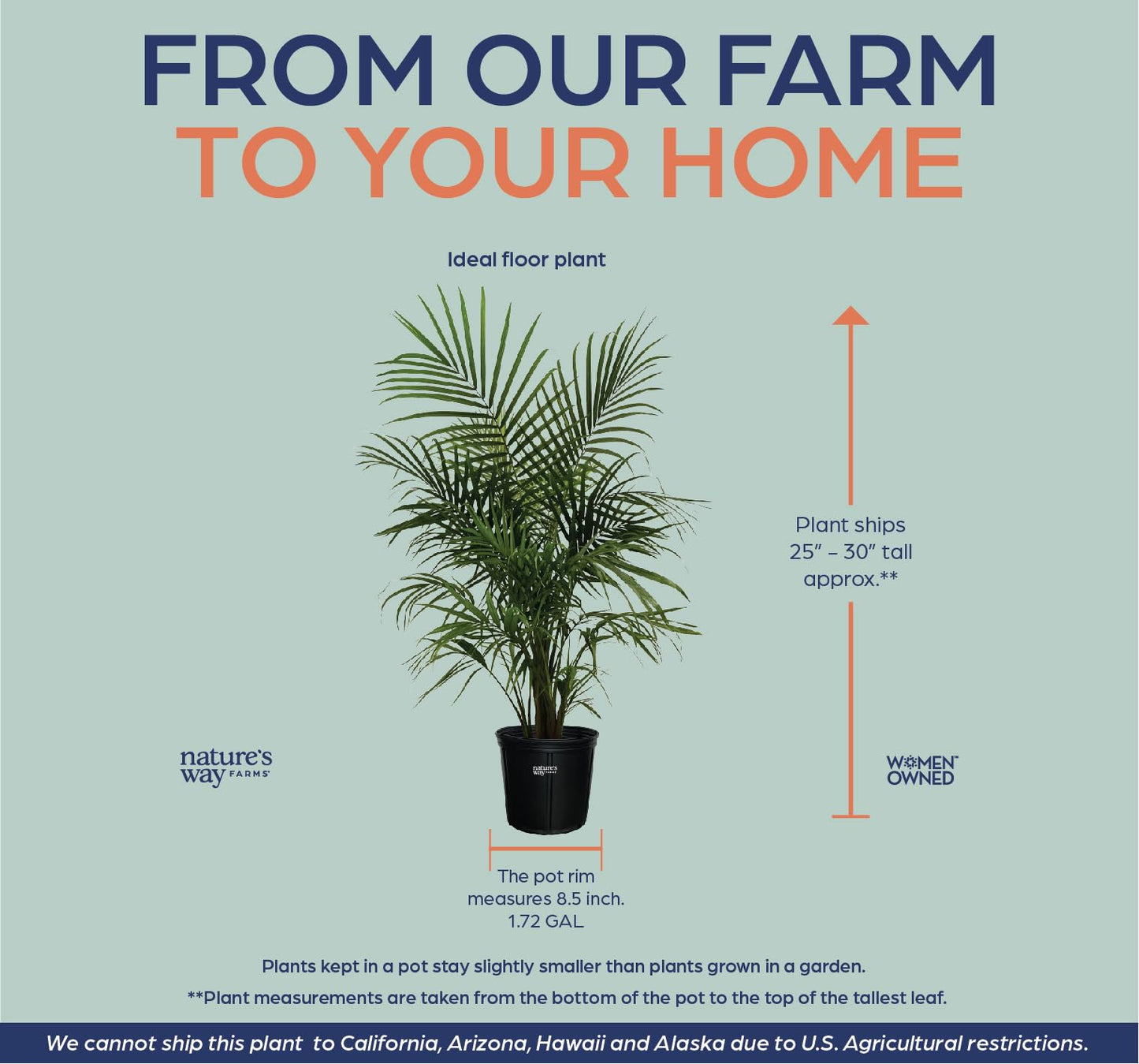 Nature's Way Farms Majesty Palm Live Plant, Indoor and Outdoor Palm Tree, in Growers Pot, Tropical Houseplant, Decor for Your Patio, Balcony, Home or Office 3-4 Feet Tall