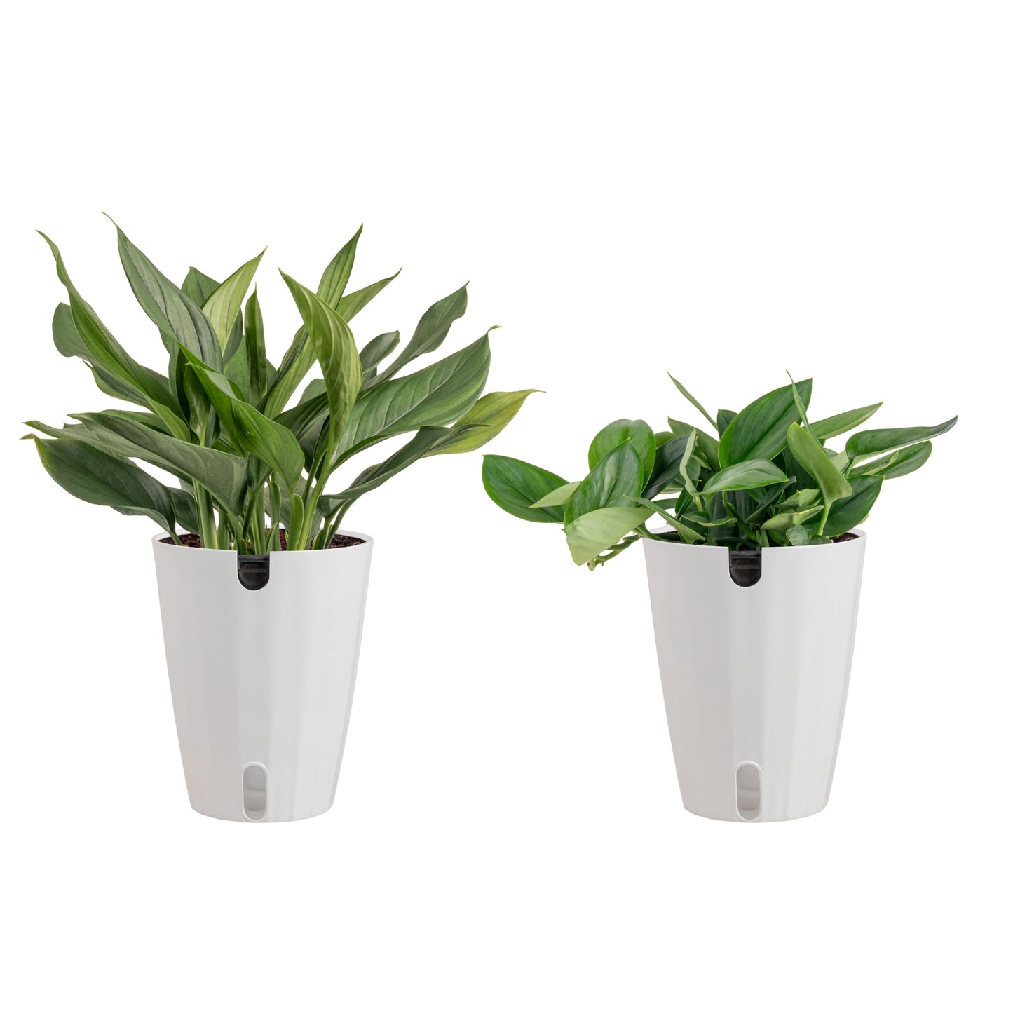 Costa Farms Scindapsus Live Plants (2-Pack), Assorted Houseplants in Self-Watering Pots, 9-12 Inches Tall, Low Light Vining Indoor Houseplants, Rare Variegated Foliage for Office & Home Decor
