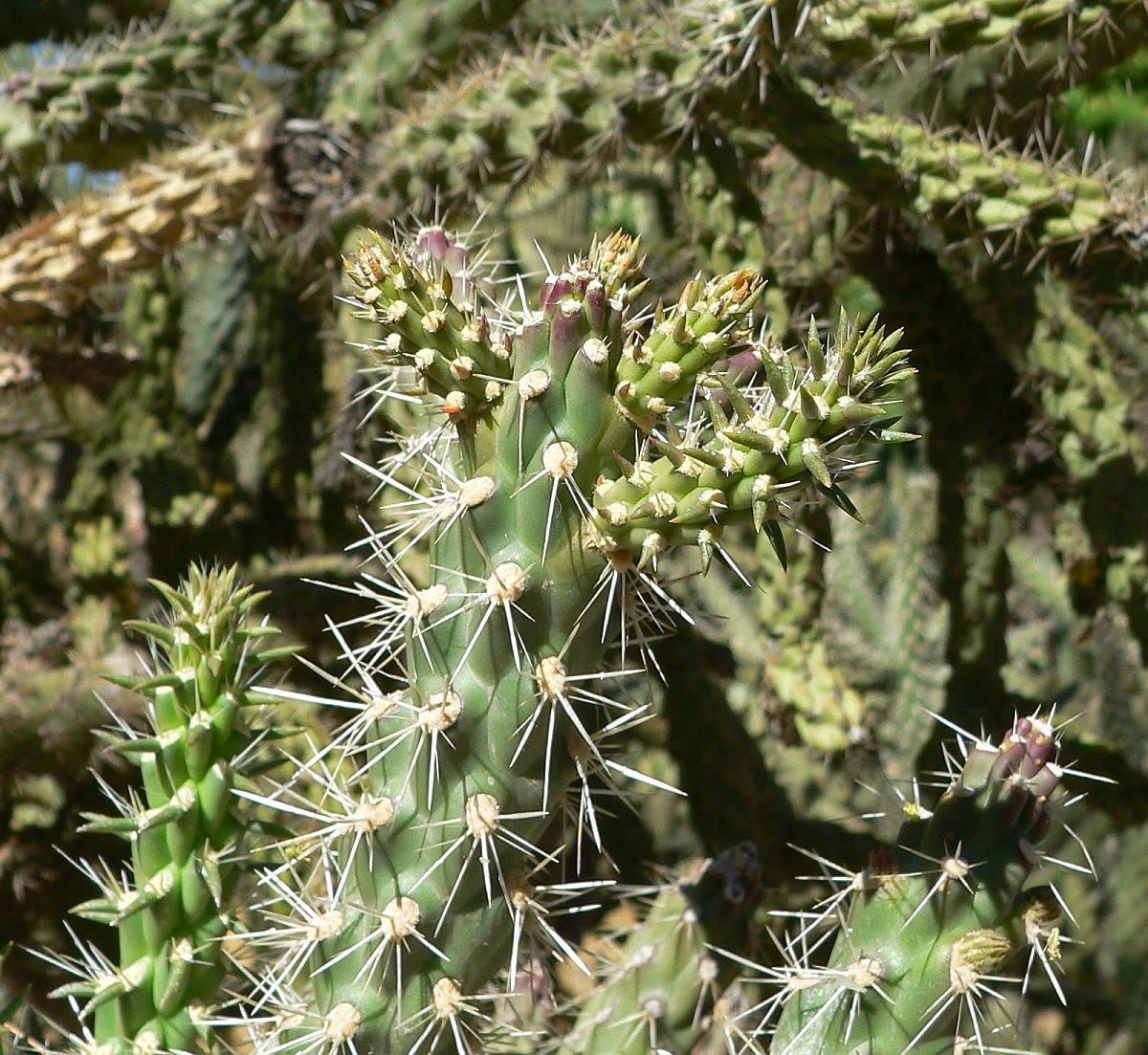 Unrooted Cuttings of Coral Cactus, Boxing Glove Cactus, Cylindropuntia fulgida VAR. mamillata , Cutting About 4" ~ 5" Long Each (2)