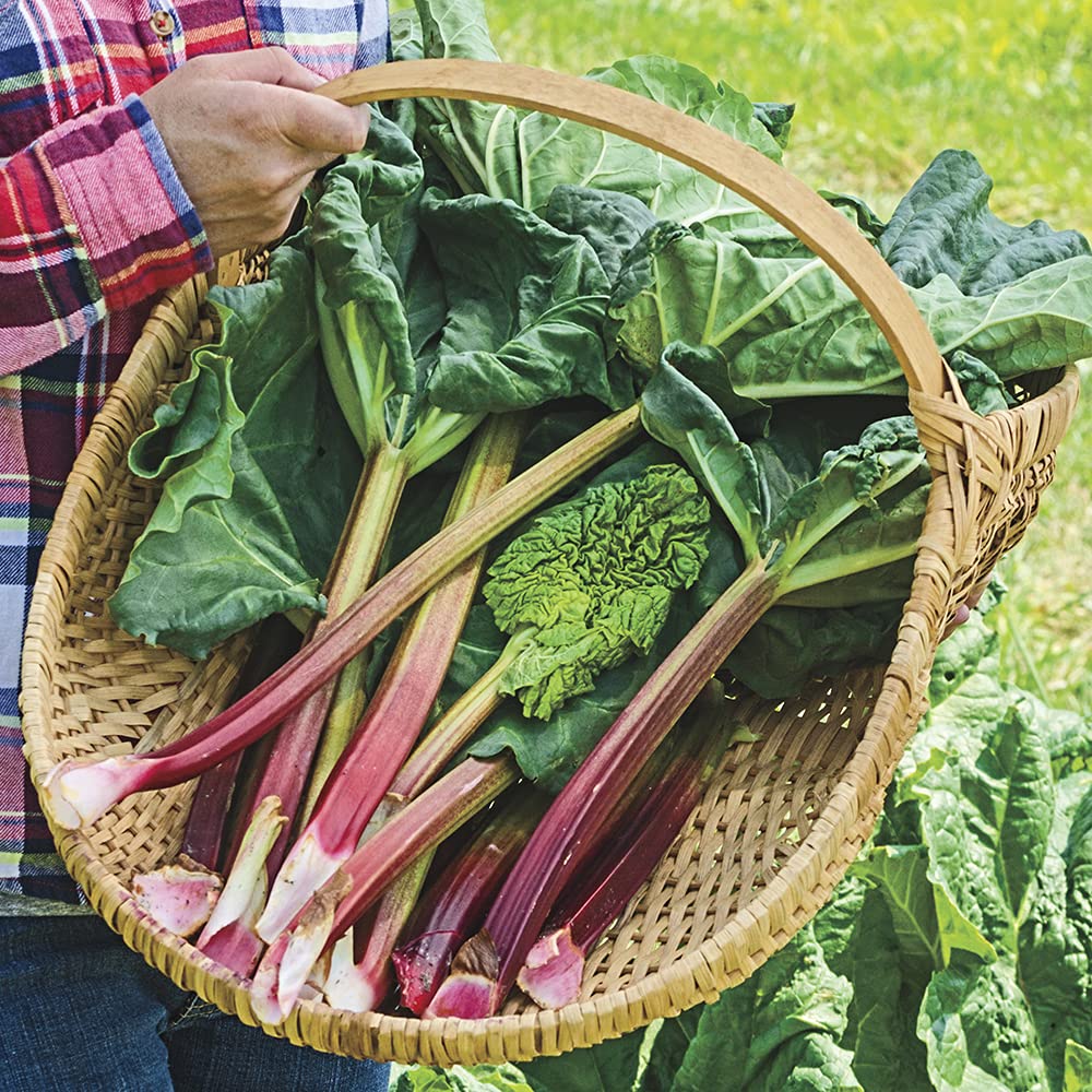 Crimson Red Rhubarb Jumbo Bare Root Plant, Produces Heavily time After time, Includes one Jumbo Bare Root per Offer
