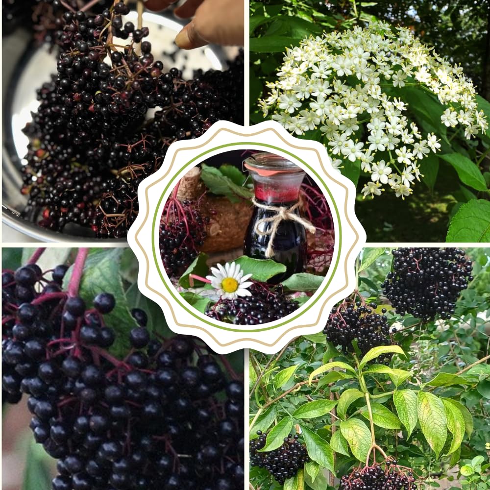 Pack 2 American Elderberry Plants Live 6 to 12 Inch Tall, Black Elderberry Trees Live Plants for Planting, Sweet Elderberries Fruit