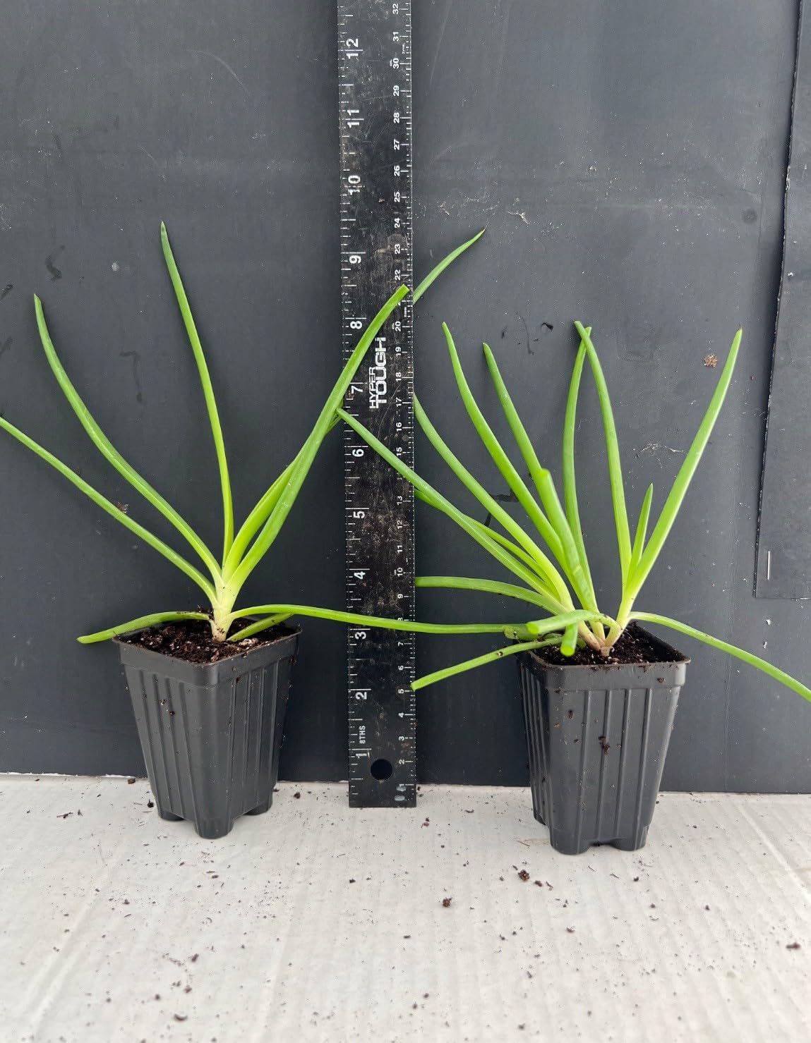 Live Plant - Orange bulbine-Bulbine frutescens-Small Rooted Starter Plant-Butterfly Host!