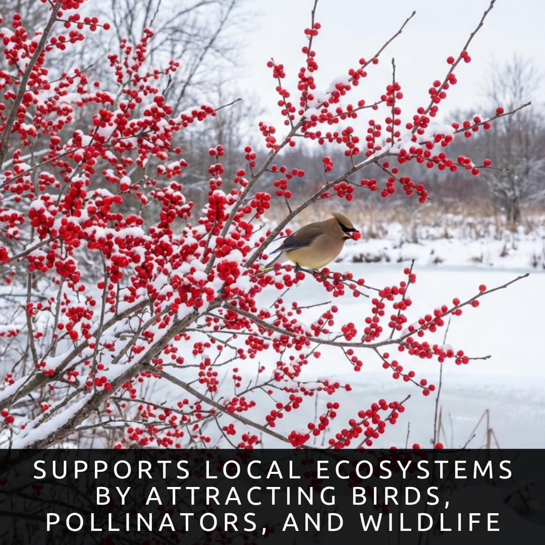 3 Winterberry Holly Plants for Growing (Ilex verticillata) Live Shrubs | Brilliant Red Winter Berries | Native Deciduous Holly for Landscaping & Wildlife (3 Plants)