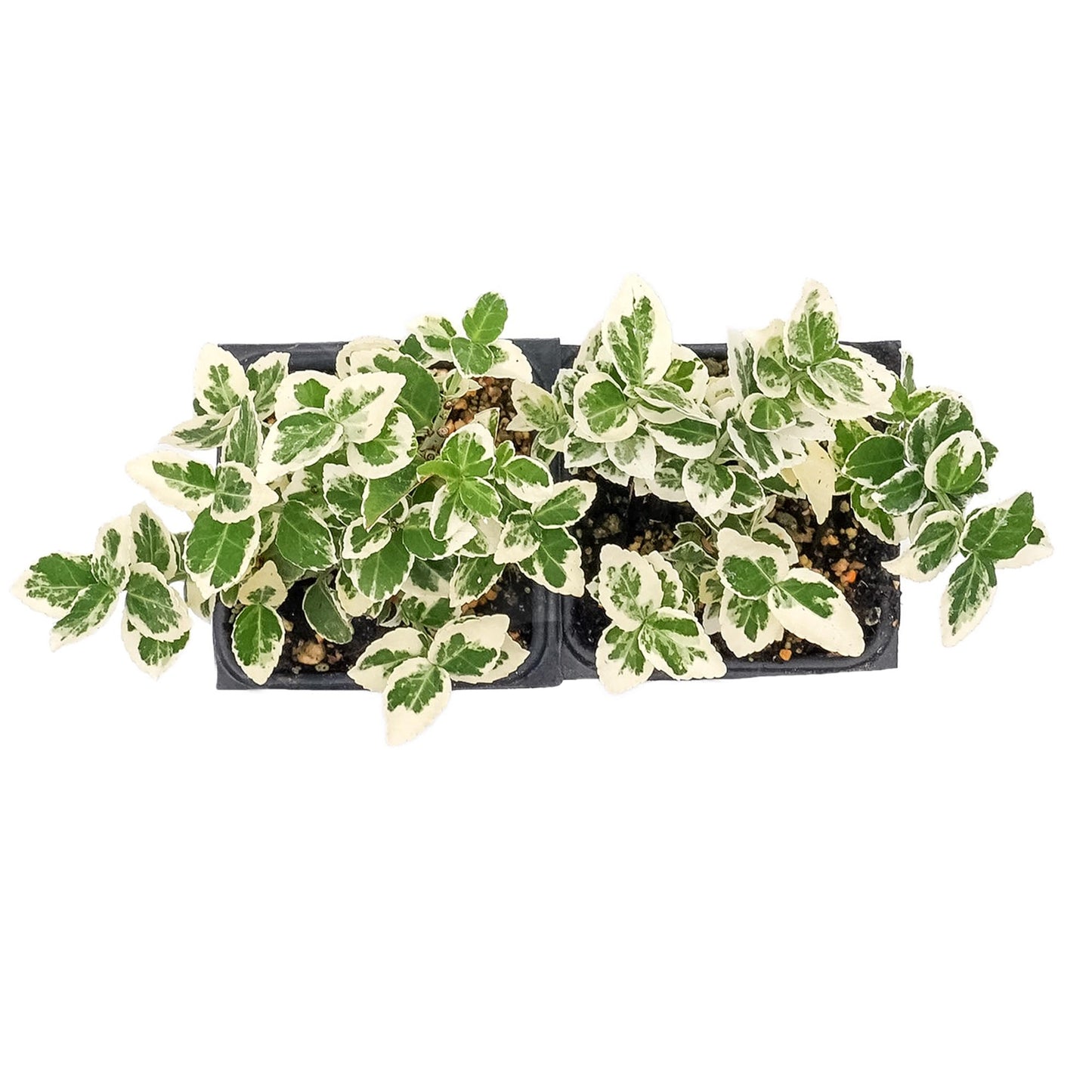2 Emerald Gaiety Euonymus in 3.5” Nursery Cubes (Euonymus fortunei ‘Emerald Gaiety’) | Dense, Low-Growing Evergreen Shrub with Variegated Green and Cream Foliage | Live Starter Plants