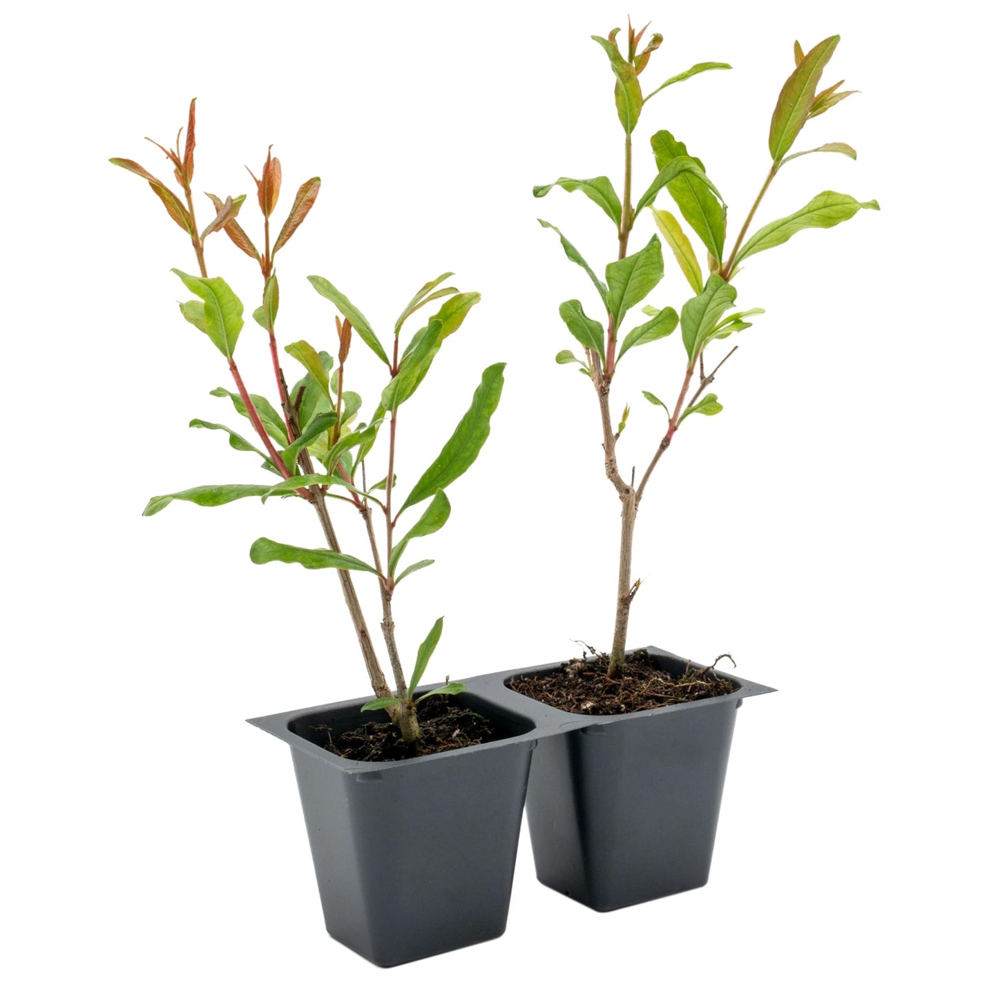 2 Pomegranate Wonderful Trees | Live Saplings in 2.5-inch Nursery Cubes | Punica Granatum 'Wonderful' Variety | Hardy Deciduous Trees and Shrubs | Red Fruit-Bearing Plant