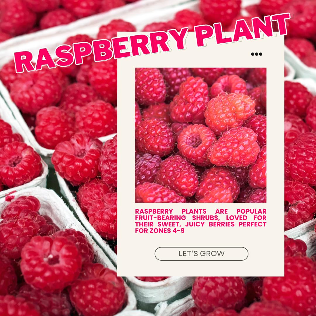 Set 2 Caroline Red Raspberry Plants Live, Raspberry Trees Live Plants, Raspberry Seedlings, 5-9 Inc, Raspberry Fruits Trees