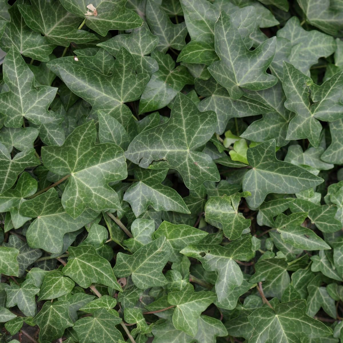 Green English Ivy Live Plant, Hardy Ivy Plants in 4 Inch Pot, Outdoor Indoor Garden