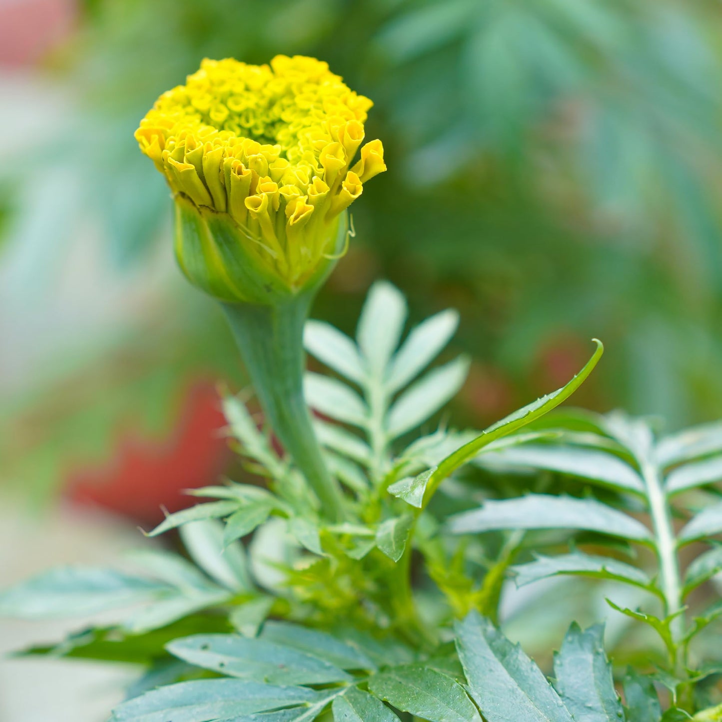 Yellow African Marigold Flower (4 Pack), Outdoor Flowering Plants, Easy Outdoor Gardening, Real Marigolds, Flowers for Garden, Porch & Patio Plants by Plants for Pets