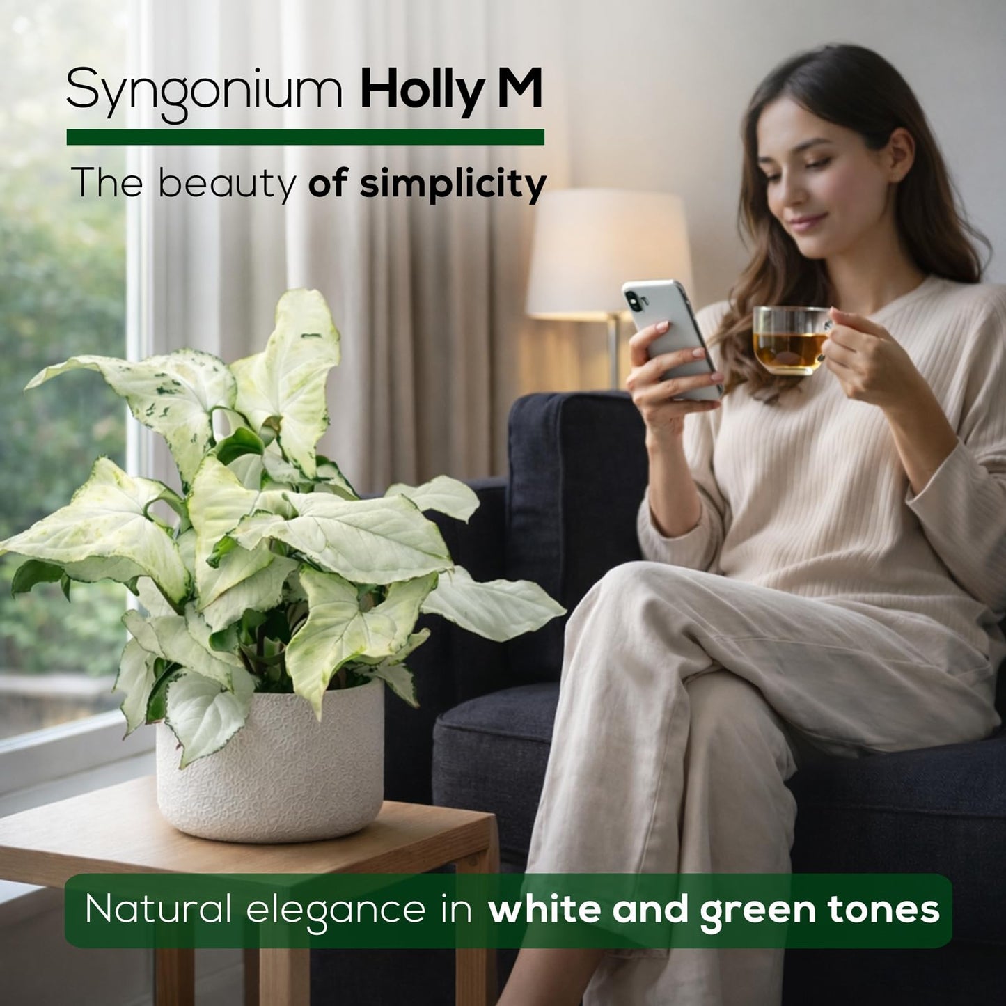 Syngonium Holly M (4 Pack) Live Starter Plants, Variegated Arrowhead Vine Houseplants, Easy Care Indoor Tropical Plants Live, Decorative Foliage Plants