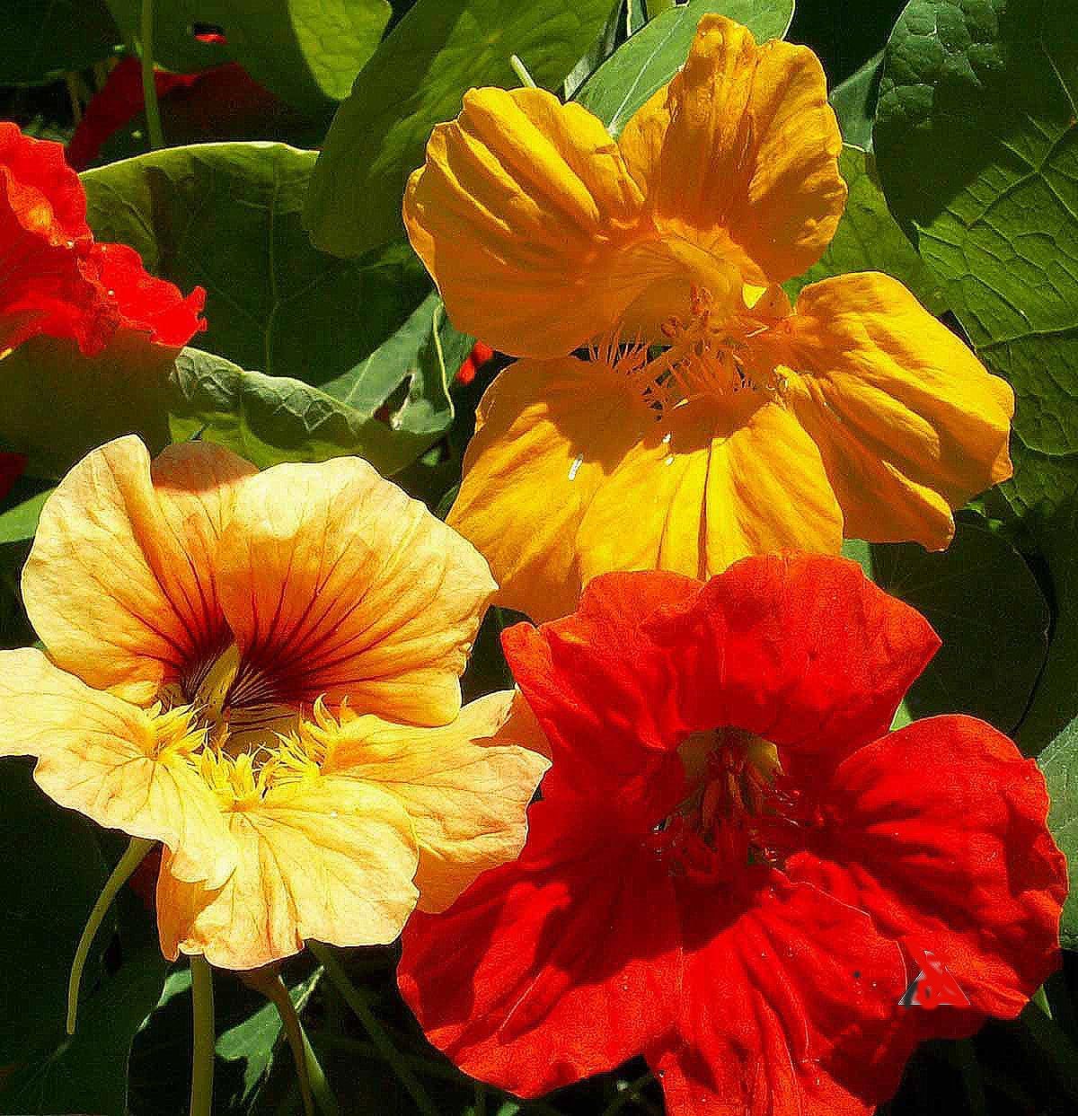 Climbing Single Mix Nasturtium Seeds - Great on Fences