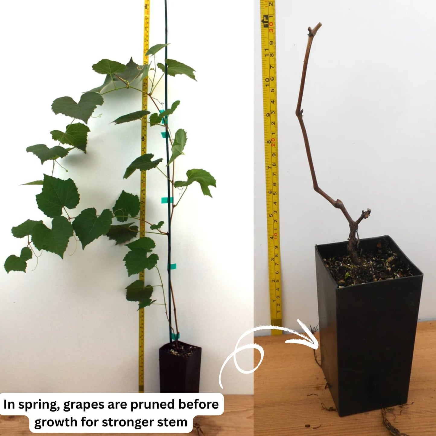 Grape Vine Plant Live for Planting Outdoors, Grape Plant Live Grape Tree to Grow 1-2 Years Old Well-Rooted, Black Grape Fruit Tree Live Plant (Red Grape)