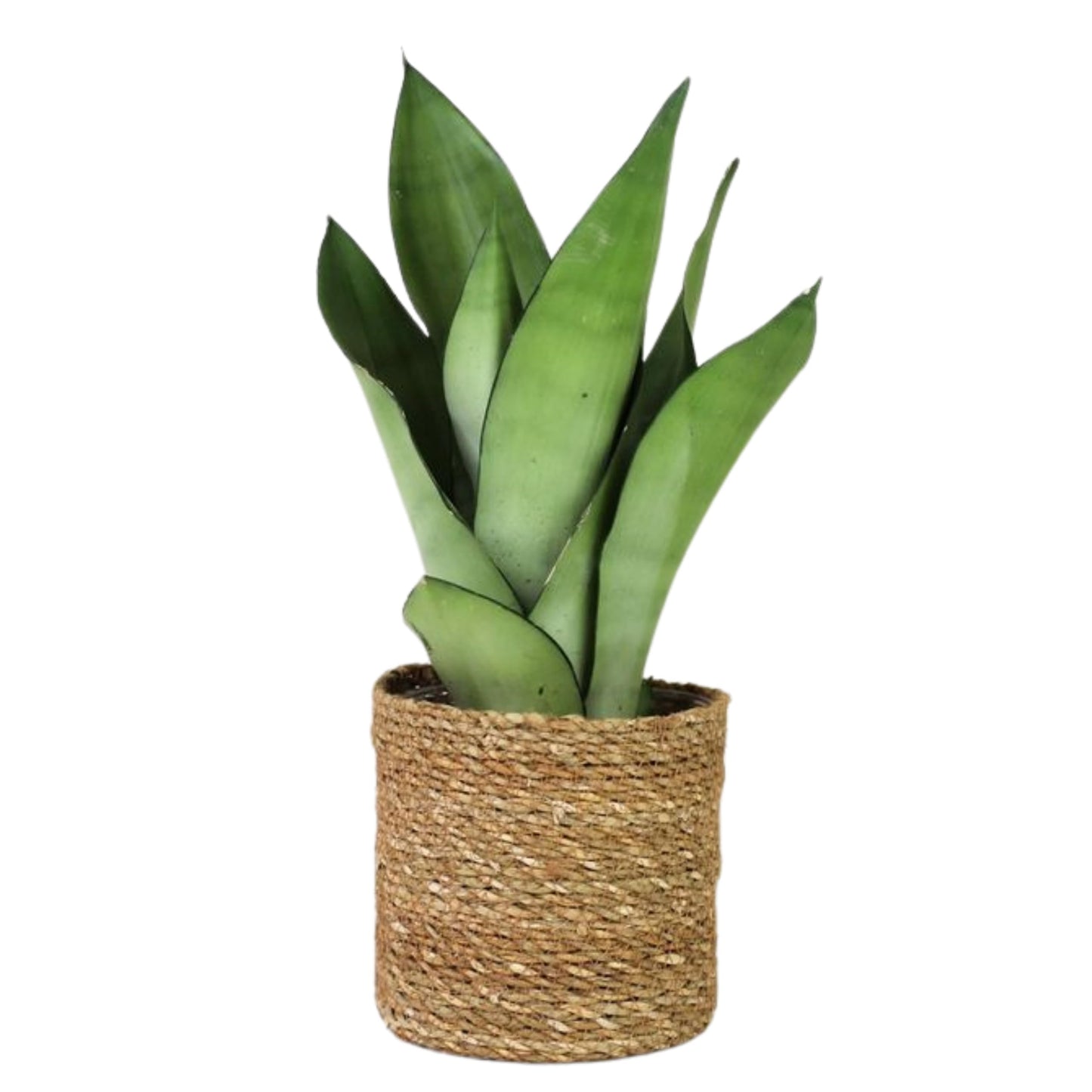 Live Plant Sansevieria Moonshine in 4'' Pot – Easy Care Snake Plant with Silvery Green Foliage, Air-Purifying Houseplant for Home, Office & Gifts (Heat Pack Included)