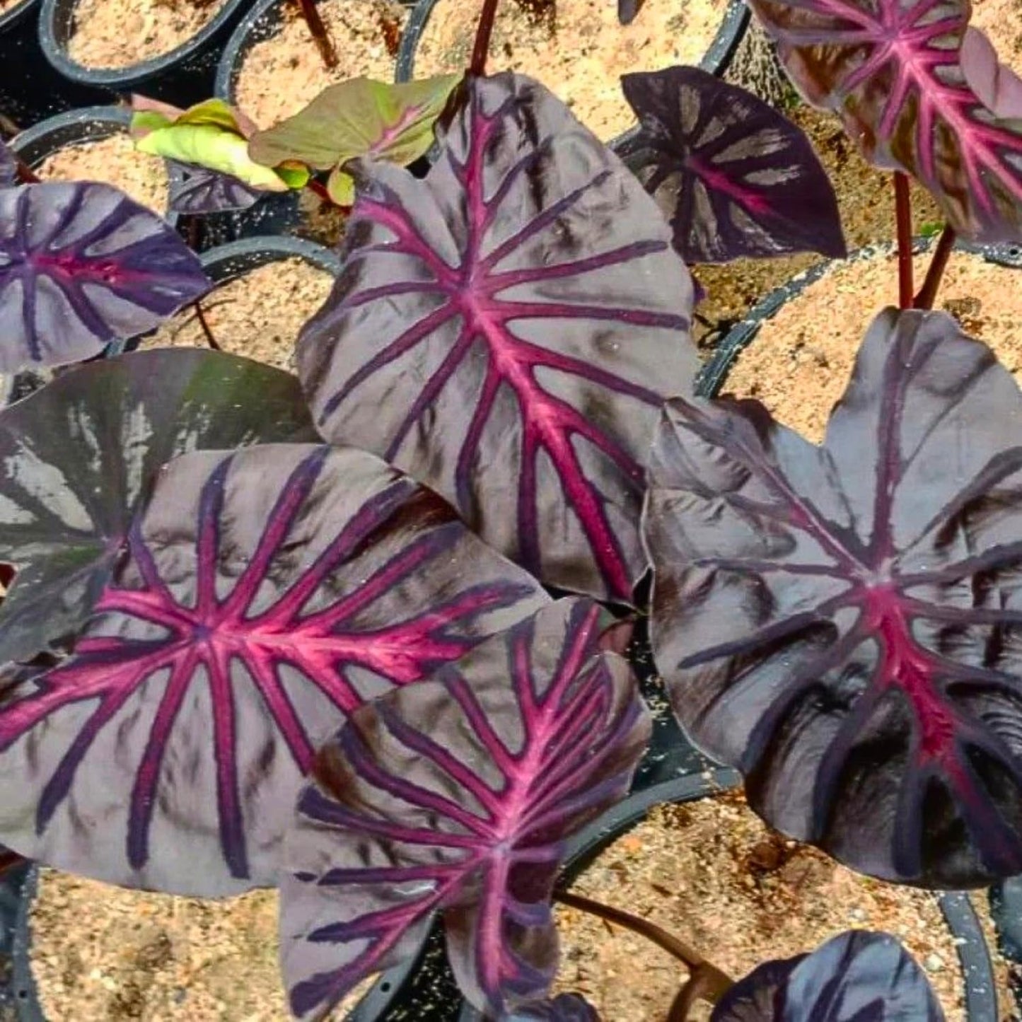 Elephant Ear Plants, Rare Colocasia Plant Live, Perennial Esculenta Taro Alocasia 4-8 Inch Tall, Indoor Outdoor Garden (Variegated Black)