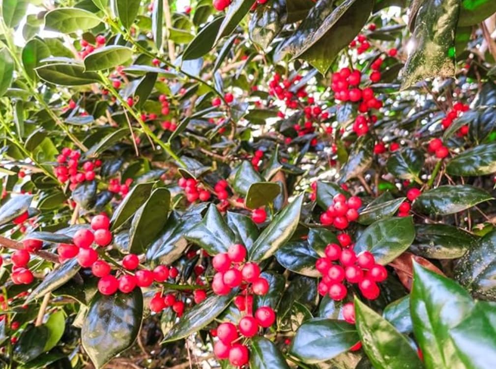 Burford Holly Tree/Shrub - 10-16" Tall Live Plant - Quart Pot - Holly Bush Seedling - Ilex Cornuta 'Burfordii'