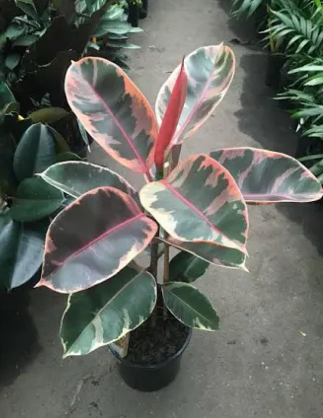 Live Plant - Ruby Rubber Tree-Ficus Elastics-Small Rooted Starter Plant-Pink Variegated Leaf