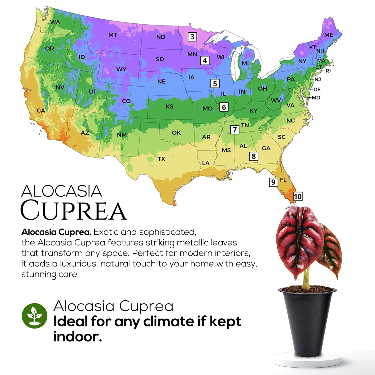 Alocasia Cuprea (4 Pack) Live Plant, Rare Indoor Alocasia, Metallic Leaf Elephant Ear, Tropical Houseplant Live, Starter Size Alocasia Plant, Exotic Foliage Houseplant for Home Decor Indoor Growing