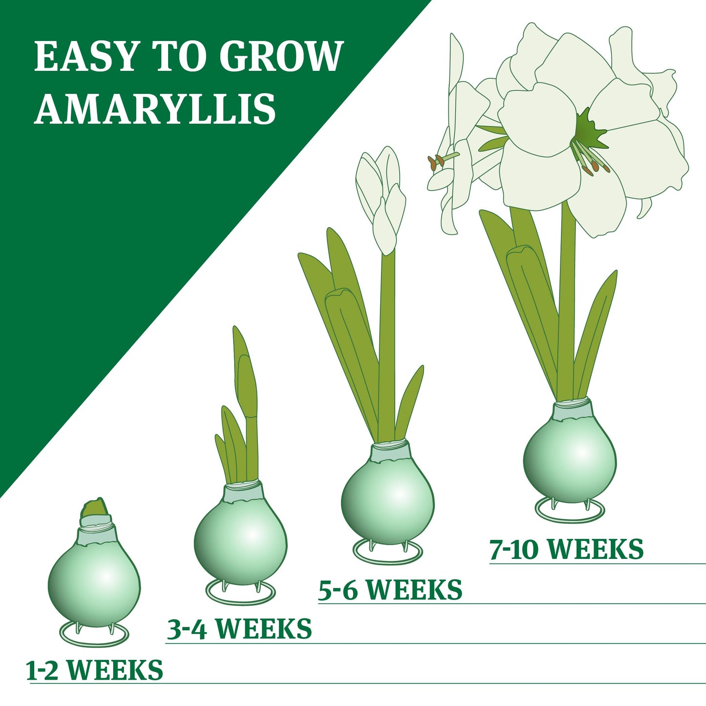 Robin's Egg Waxed Amaryllis Flower Bulb with Stand, Grow Real Blooming Indoor Spring Flowers, No Water Needed