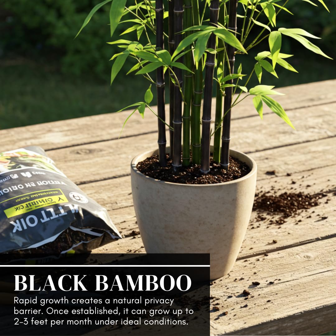 1,000+ Fresh Black Bamboo Seeds for Planting – Fast Growing Privacy Screen Plant, Exotic Dark Stem Ornamental Grass for Outdoor Garden, Backyard Fence Line, Windbreak & Landscape Design