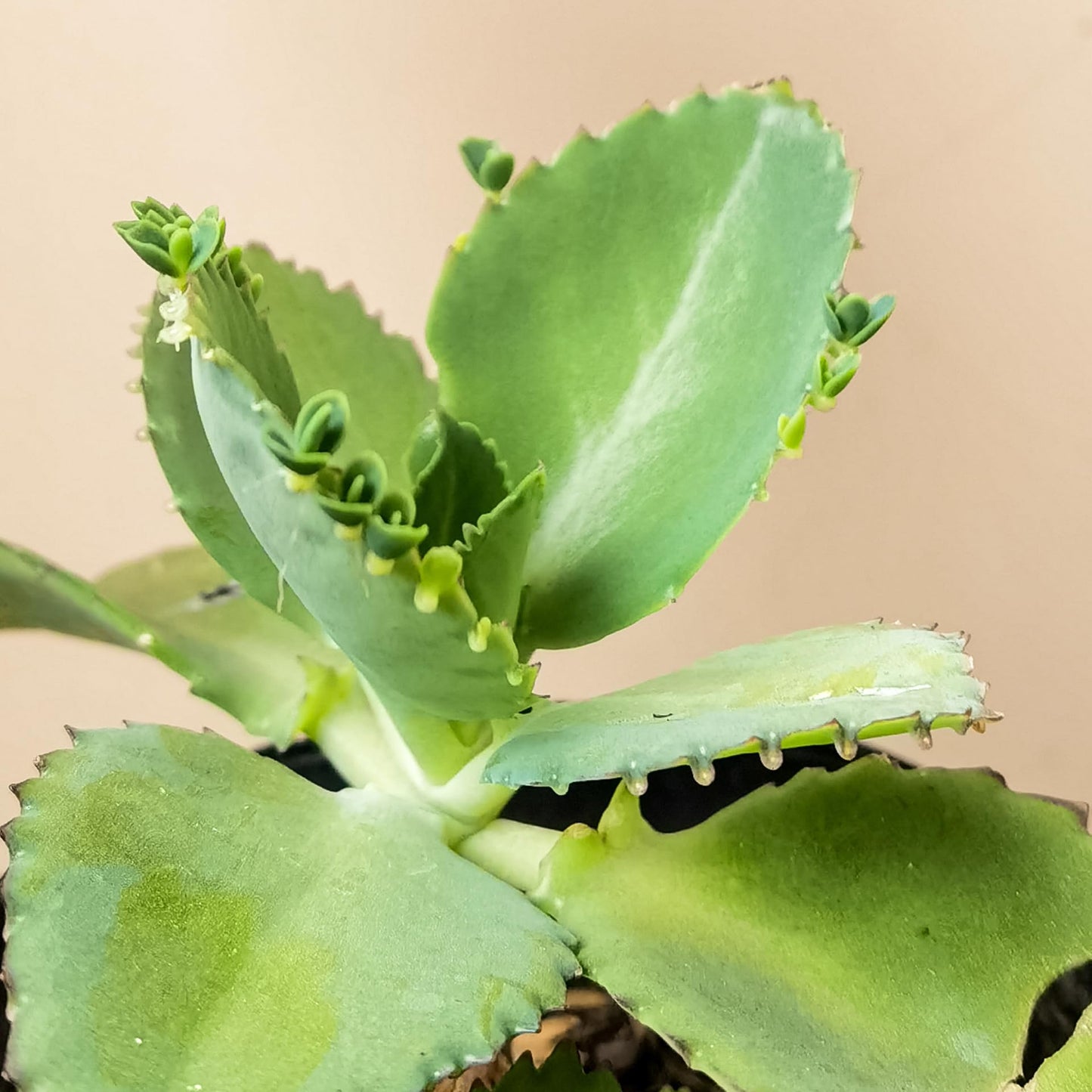 Mother of Thousands Plant, 2 Inch Pot Kalanchoe Plant, Kalanchoe Mother of Thousands Plants Live Potted Houseplants Succulent