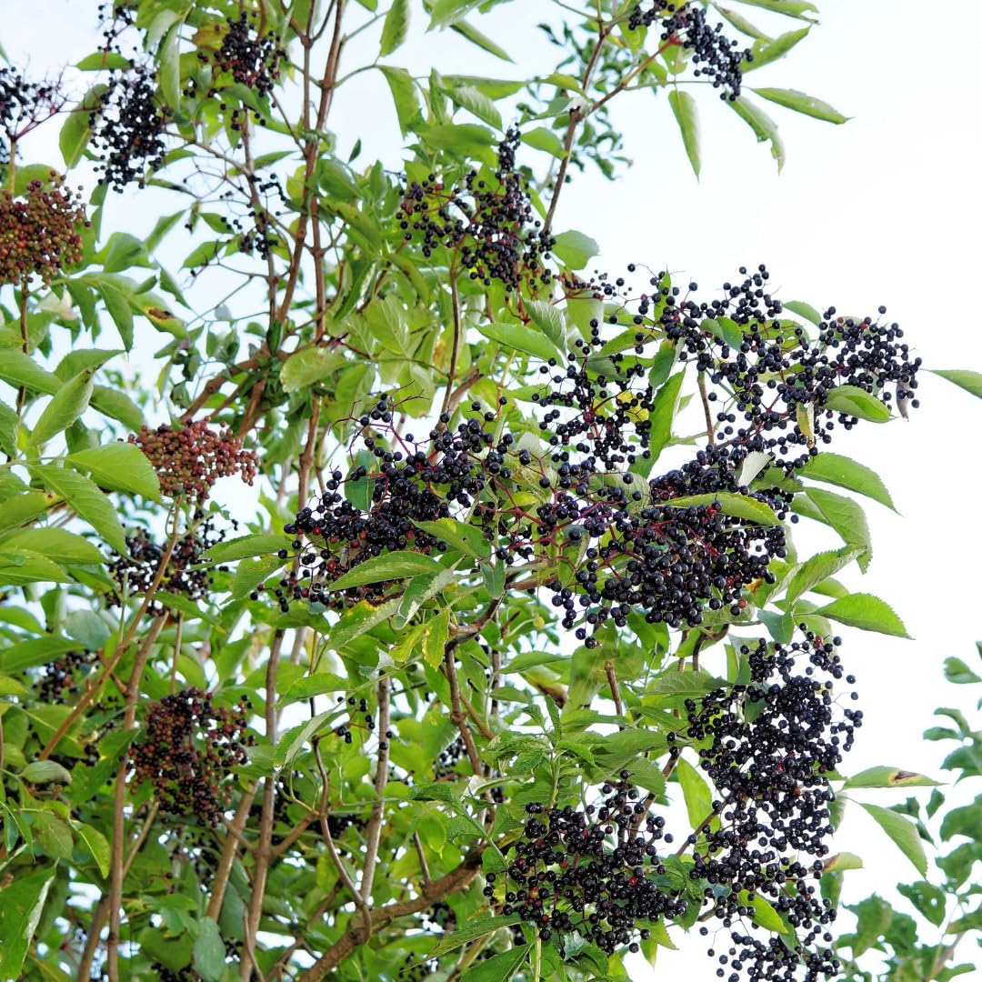 Elderberry Plant Live, Sweet Elderberry Plants, Perennial Fruiting Shrub, 6 to 10 Inches Tall, Ready to Grow