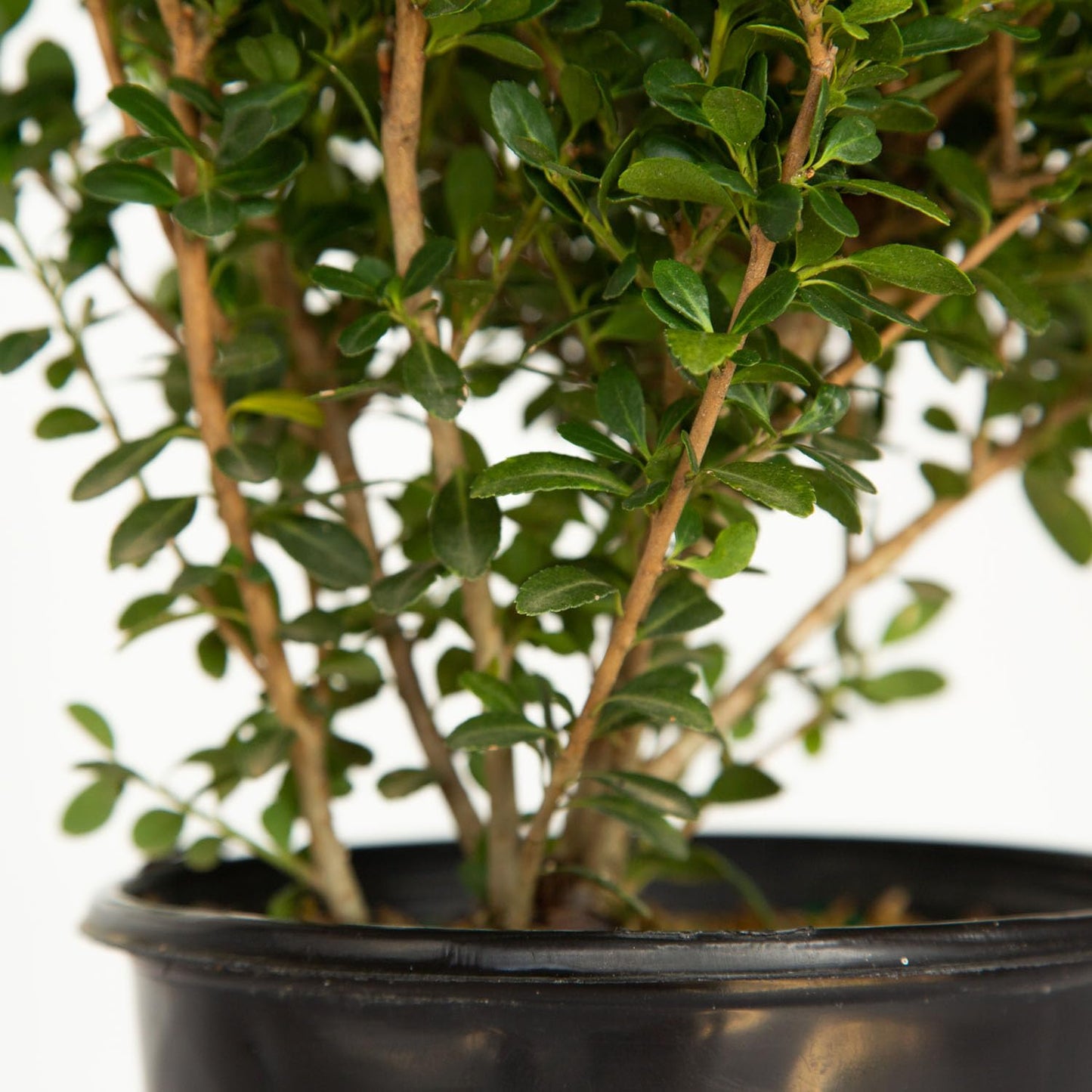 Japanese Holly Ilex Compacta (2.5 Quart) - Low-Maintenance Evergreen Shrub - Live Plant in Pot - Dense Green Foliage