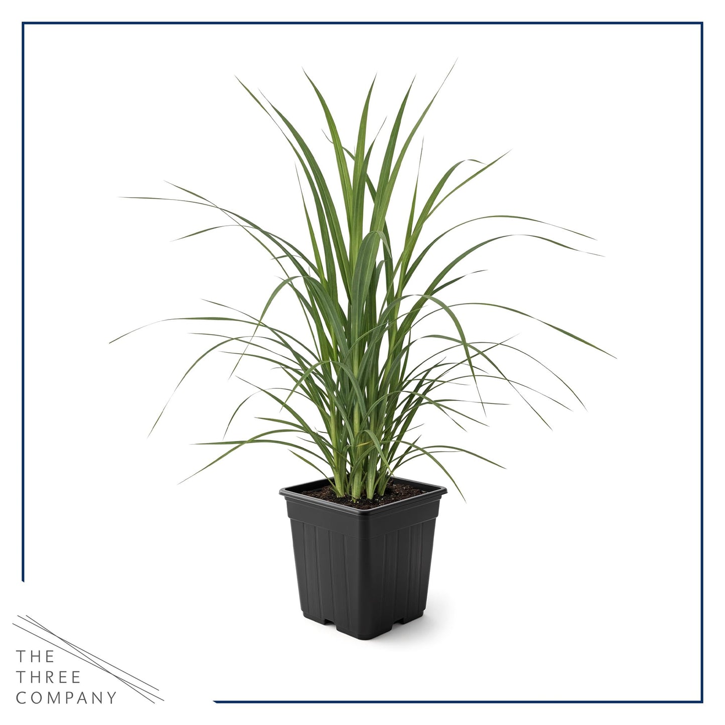 Live Ornamental Pampas Grass (Cortaderia selloana) - White - Perennial Accent Plant - 10" Tall by 5" Wide in 1.5 Qt Pot