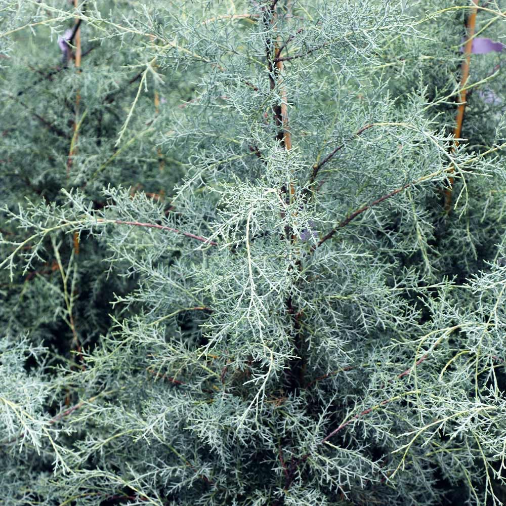 Brighter Blooms - Carolina Sapphire Cypress Tree, 1-2 ft. - No Shipping to AK, AZ, HI