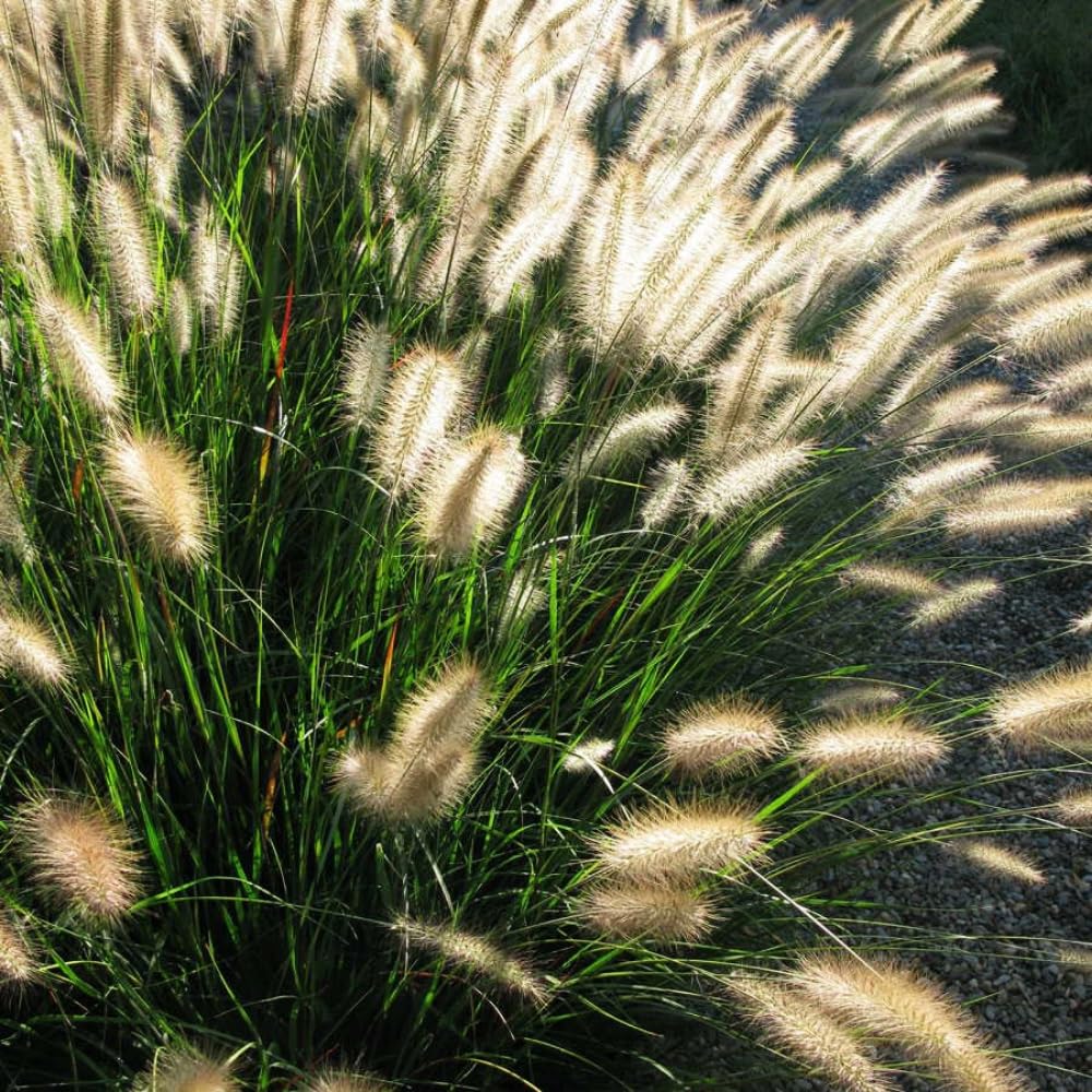 Set 3 Fountain Grass Plants Live Clumps for Planting Your Garden, 4-8 Inch Tall, Ornamental Grasses Live Plants Perennial (Mix Fountain Grass)