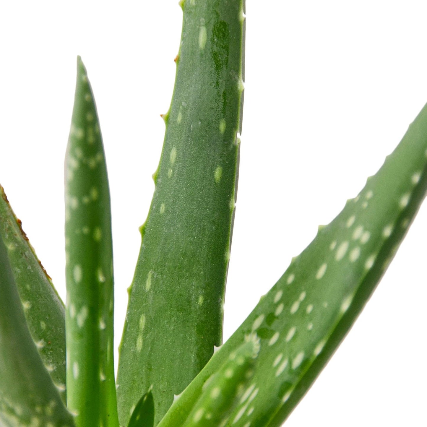 Aloe Vera | Live Plant for Indoor & Outdoor | for Living Room, Office, Bathroom | (6" Pot)