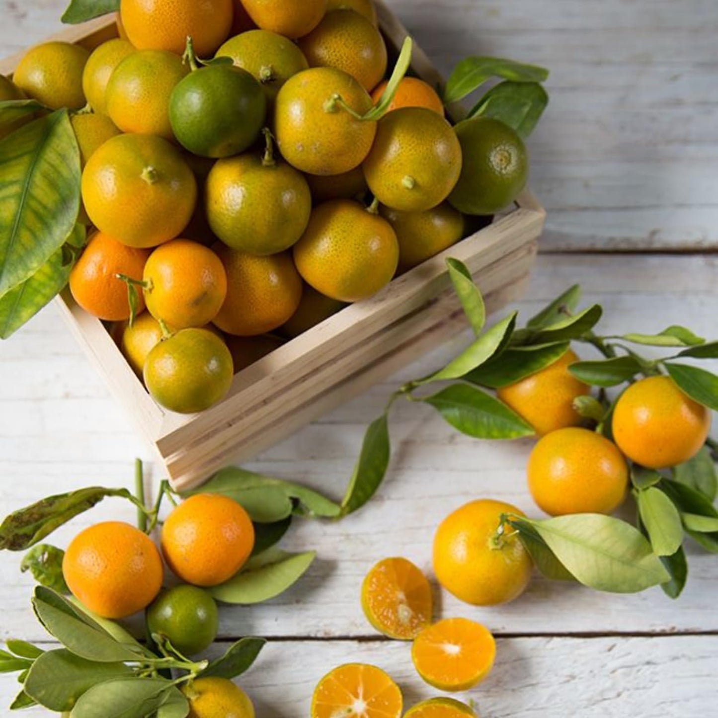 Calamansi Tree in 3 Gallon Pot, Fruit Bearing Live Calamondin Citrus Fruit Plant, Calamansi Kalamansi Tree for Planting Patio Garden