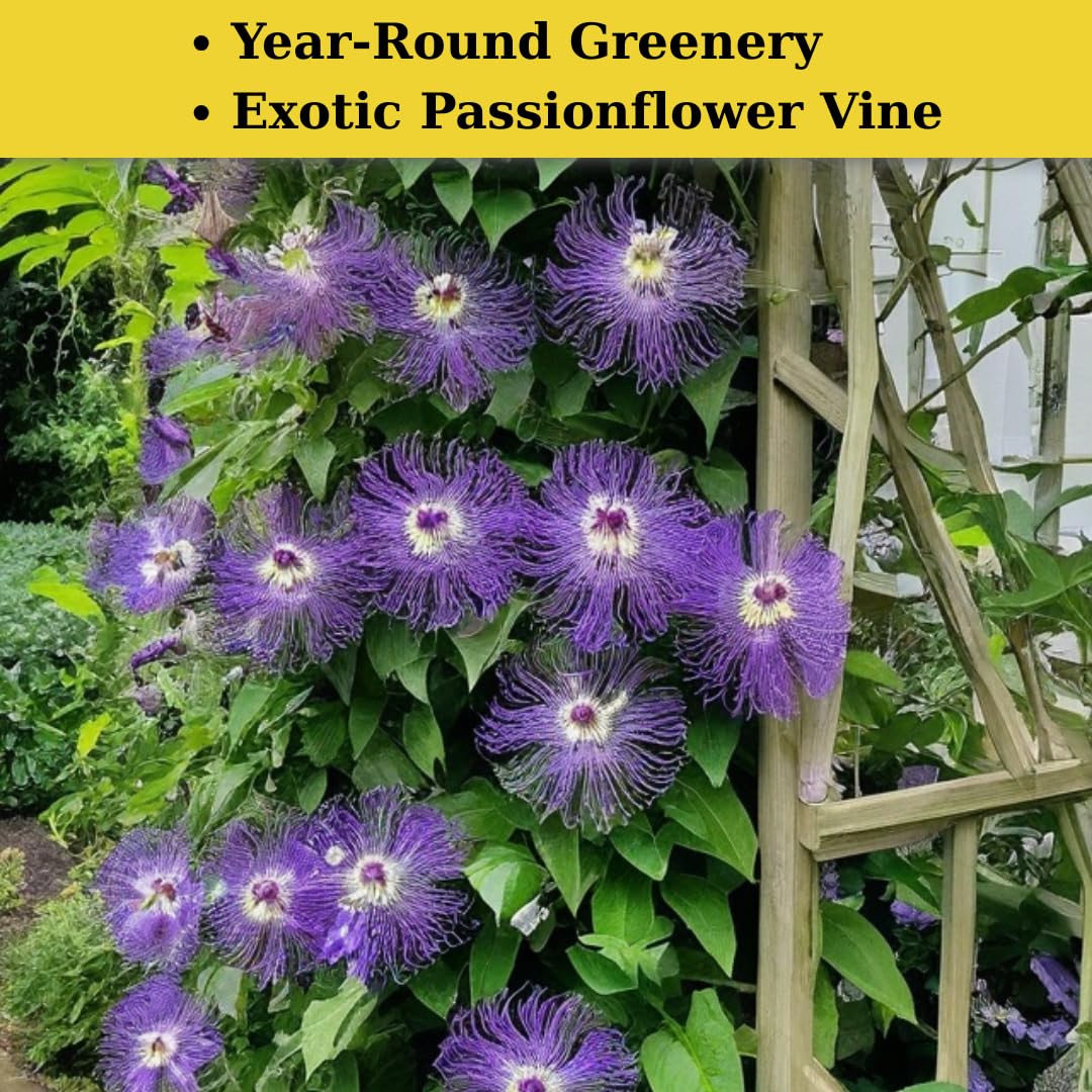 Purple Passion Flower Vine Plant | Live Passiflora Starter Plant | 4 to 8 Inch Tall | Well-Rooted for Home & Garden