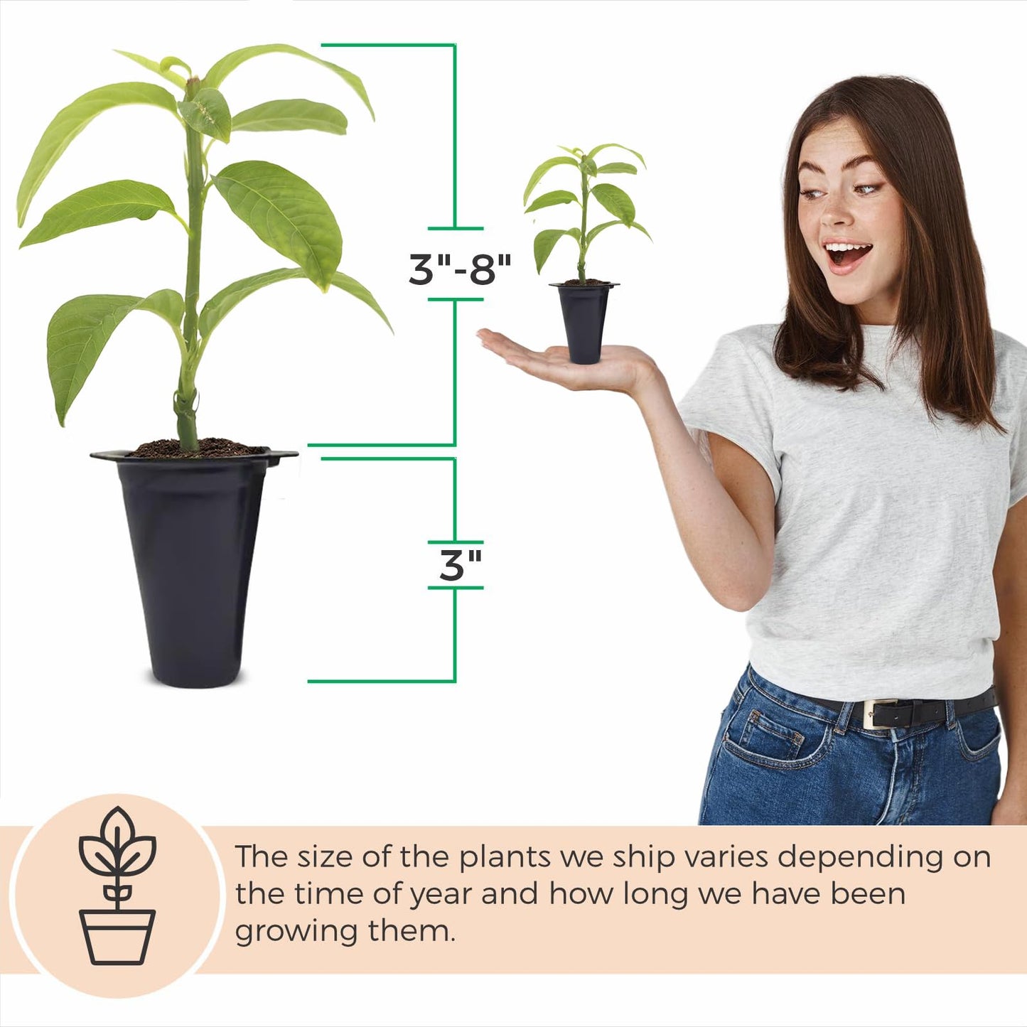 'Giant Granadilla' Passion Fruit Vines (4 Pack) – Live Starter Plants for Planting, Ideal for Creating Lush Garden Canopies, Producing Juicy Fruits Ideal for Fresh Consumption