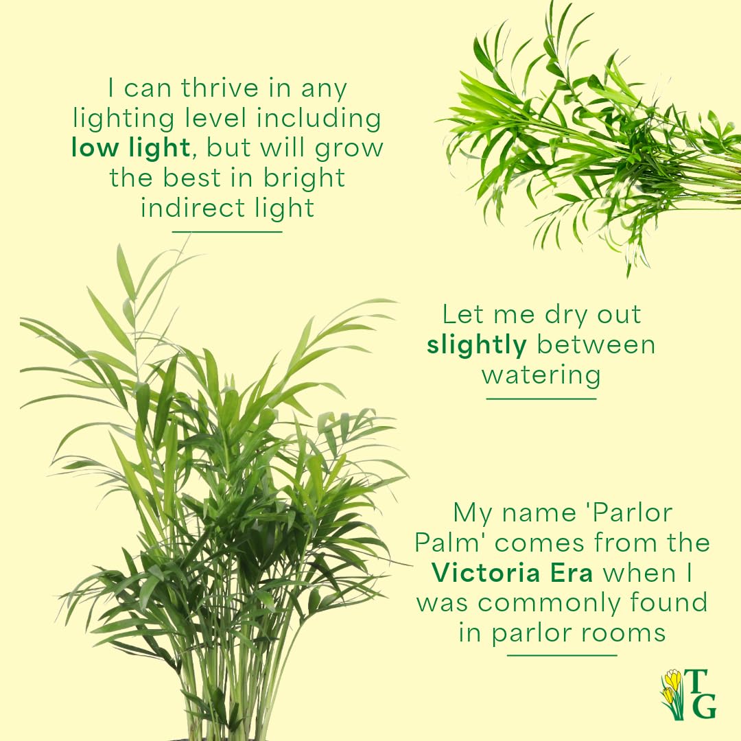 Thorsen's Greenhouse Parlor Palm Plant, Live Indoor Plant, Neanthe Bella Palm, Natural Air Purifier, Easy to Grow, Pet Safe Plant, 4-inch Diameter Pot