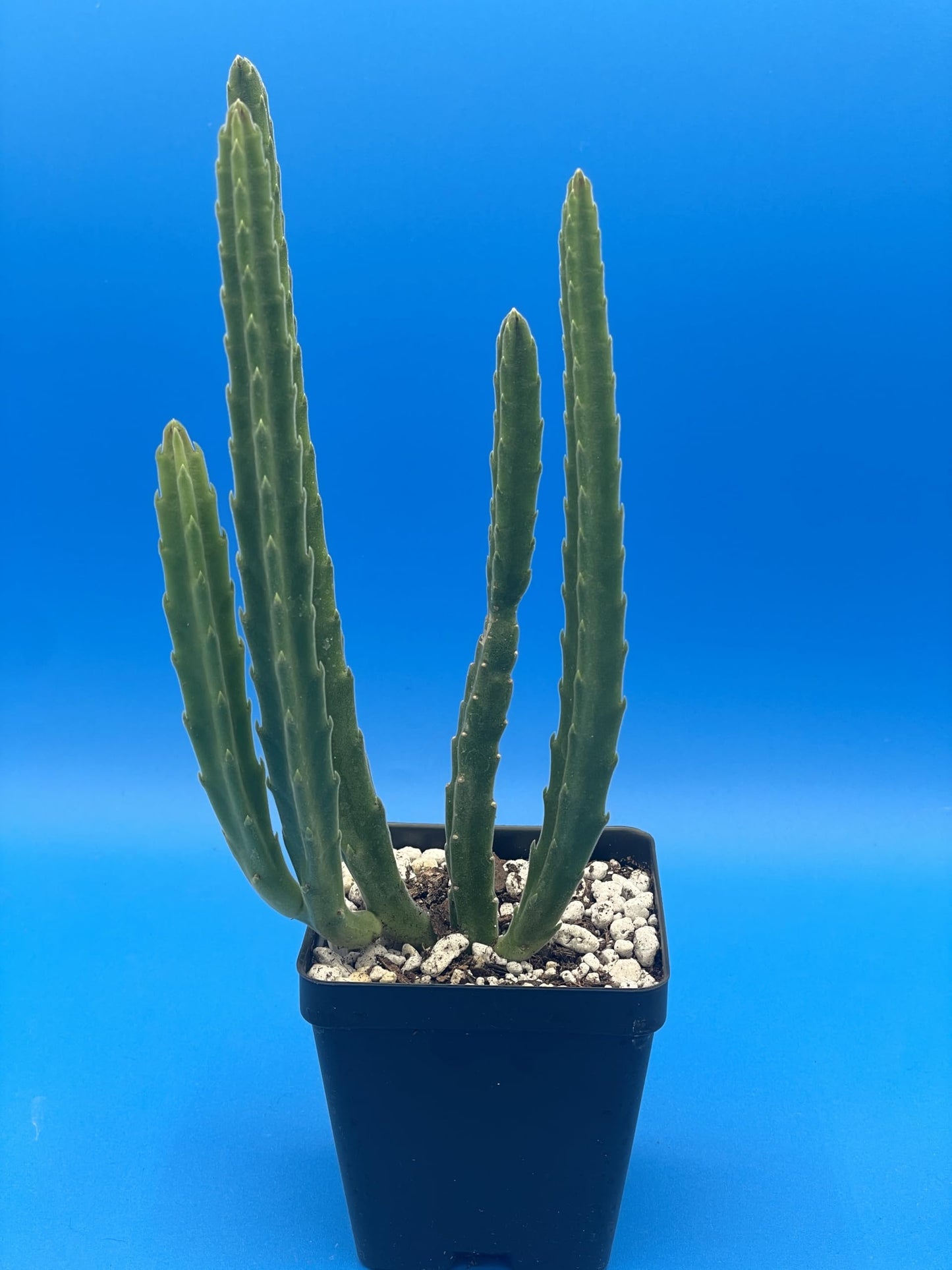 Stapelia Leendertziae 3.5 Inch Potted Plant Well Rooted Starfish Cactus - No Shipping to California Or Arizona!