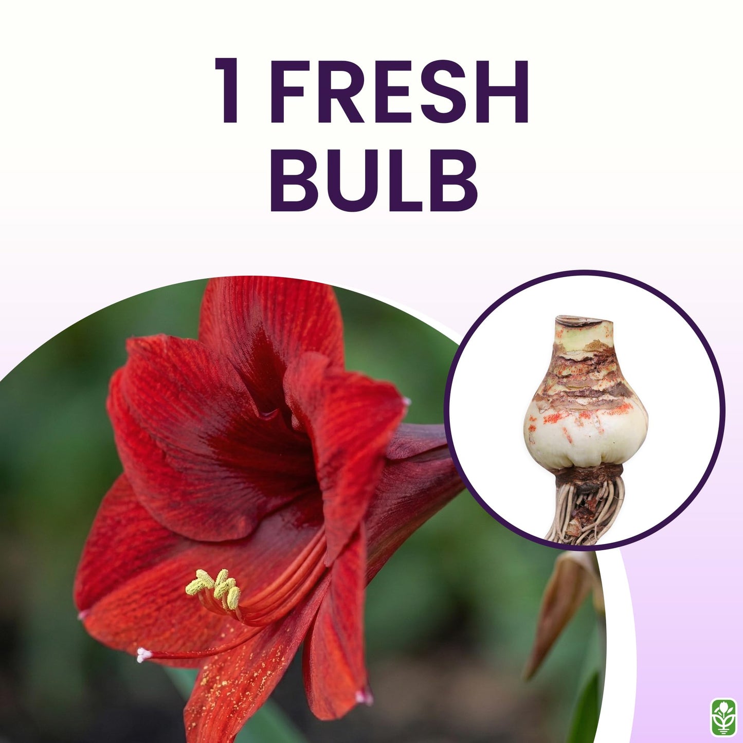 Mandela Dark Red Amaryllis Bulb – Large Bulb for Planting, 4-8 Blooms, 16–24" Tall – Elegant Indoor & Outdoor Plant – Ideal for Seasonal Decor – Low-Maintenance Amaryllis Bulb (Not in Wax)