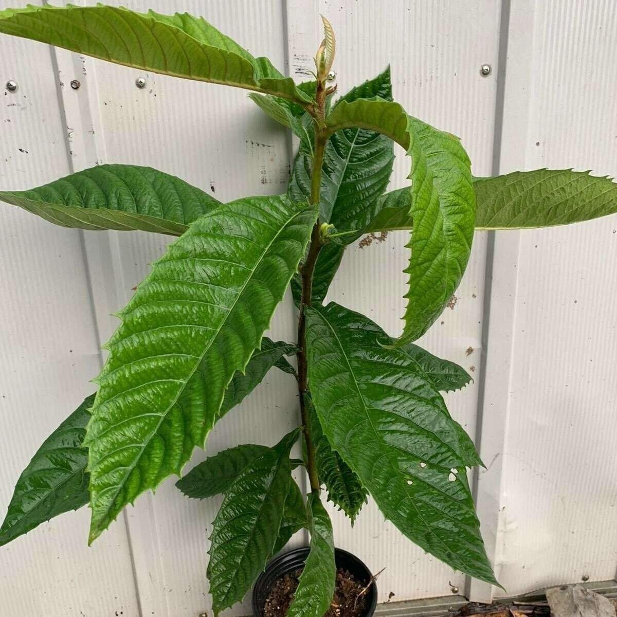 Live Plant - Loquat (Eriobotrya Japonica) Tropical Live Fruit Tree 1’-2’